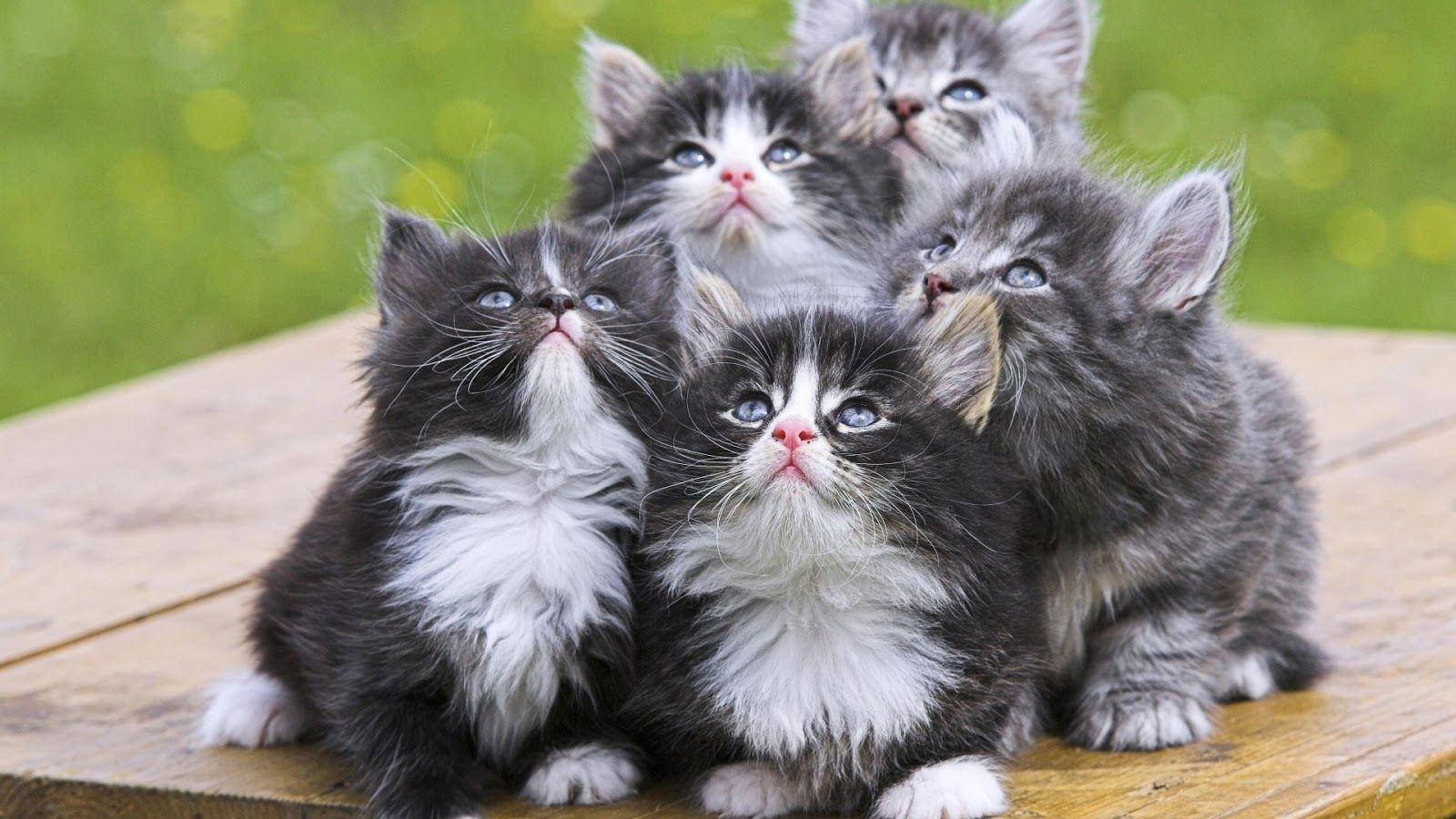 happy cat 桌布 壁紙 — 五隻毛茸茸的灰色和白色小貓，有著明亮的藍色眼睛，一起向上看，擠在木質表面上。