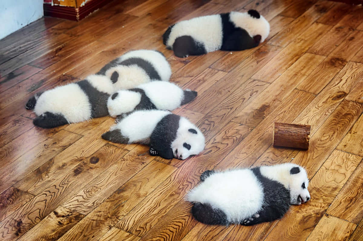 動物 桌布 壁紙 — 五隻毛茸茸的熊貓寶寶在溫暖的木地板上蜷縮睡覺，其中一隻靠近一根小木頭。