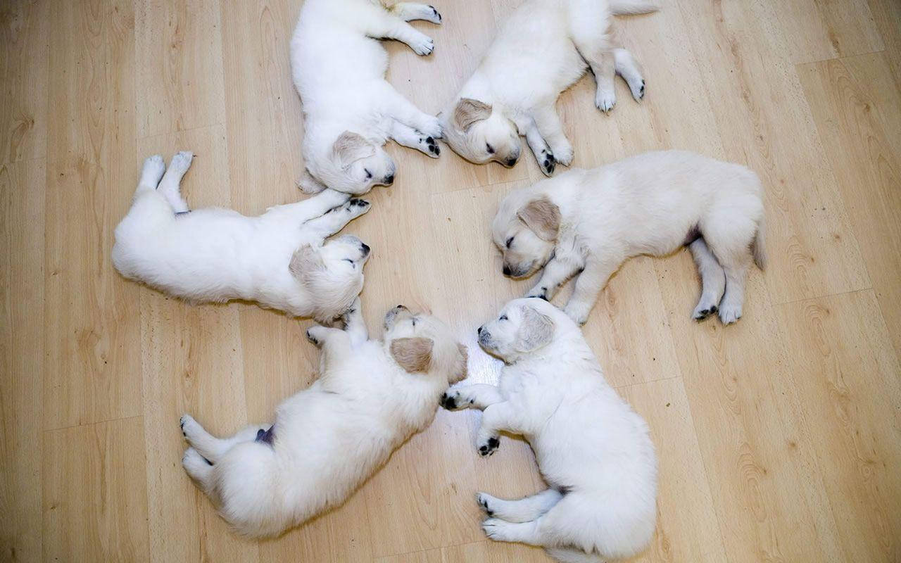 Cute Puppy 桌布 壁紙 — 五隻毛茸茸的白色小狗在淺色木地板上圍成一個圓圈，安詳地睡覺。