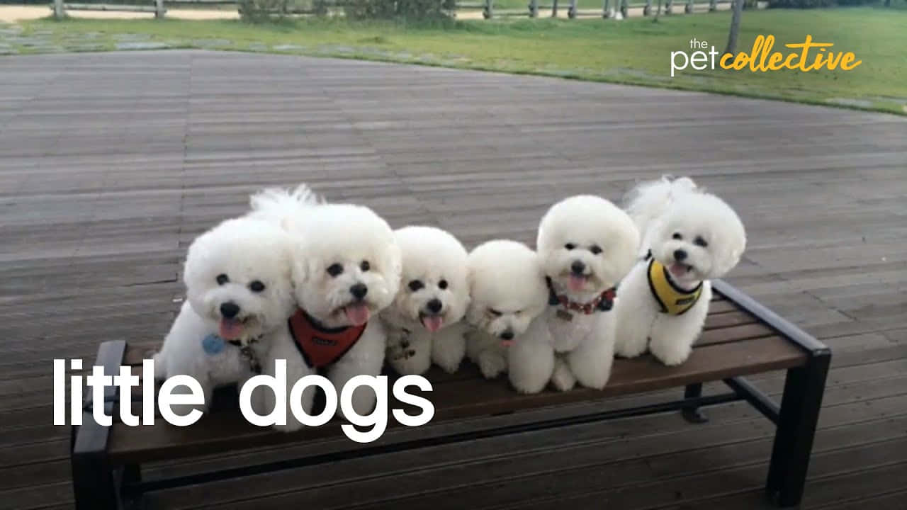 狗 桌布 壁紙 — 五隻毛茸茸的白色比熊犬一起坐在公園的木長椅上，背景有綠草和樹木。
