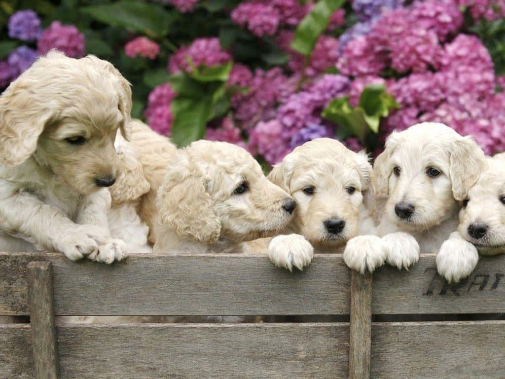 Labradoodle 桌布 壁紙 — 五隻毛茸茸的金色小狗從一道飽經風霜的木柵欄上探出頭來，身後是鮮豔的紫色繡球花。