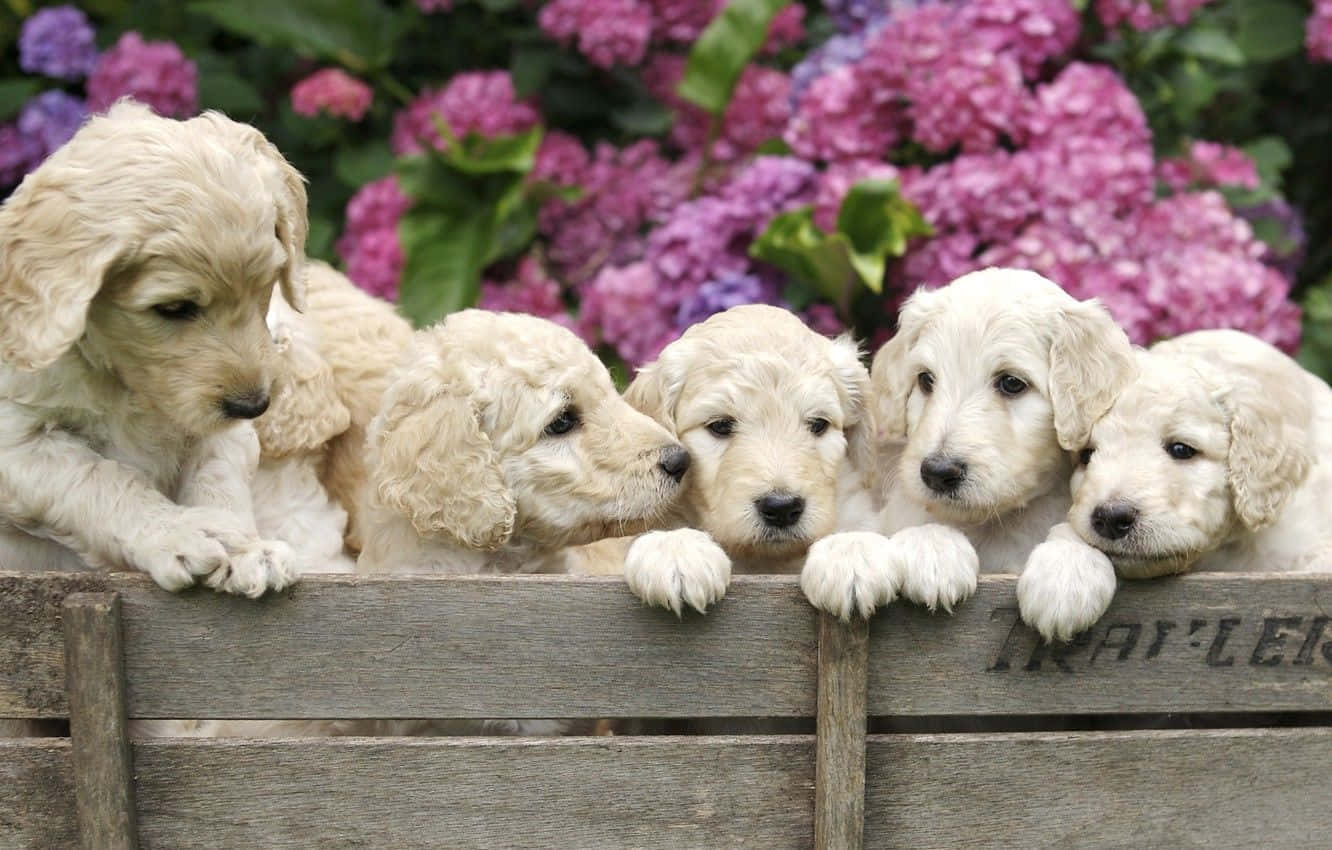 Goldendoodle 桌布 壁紙 — 五隻毛茸茸的金色小狗從風化的木柵欄後探出頭來，身後有紫色的繡球花。
