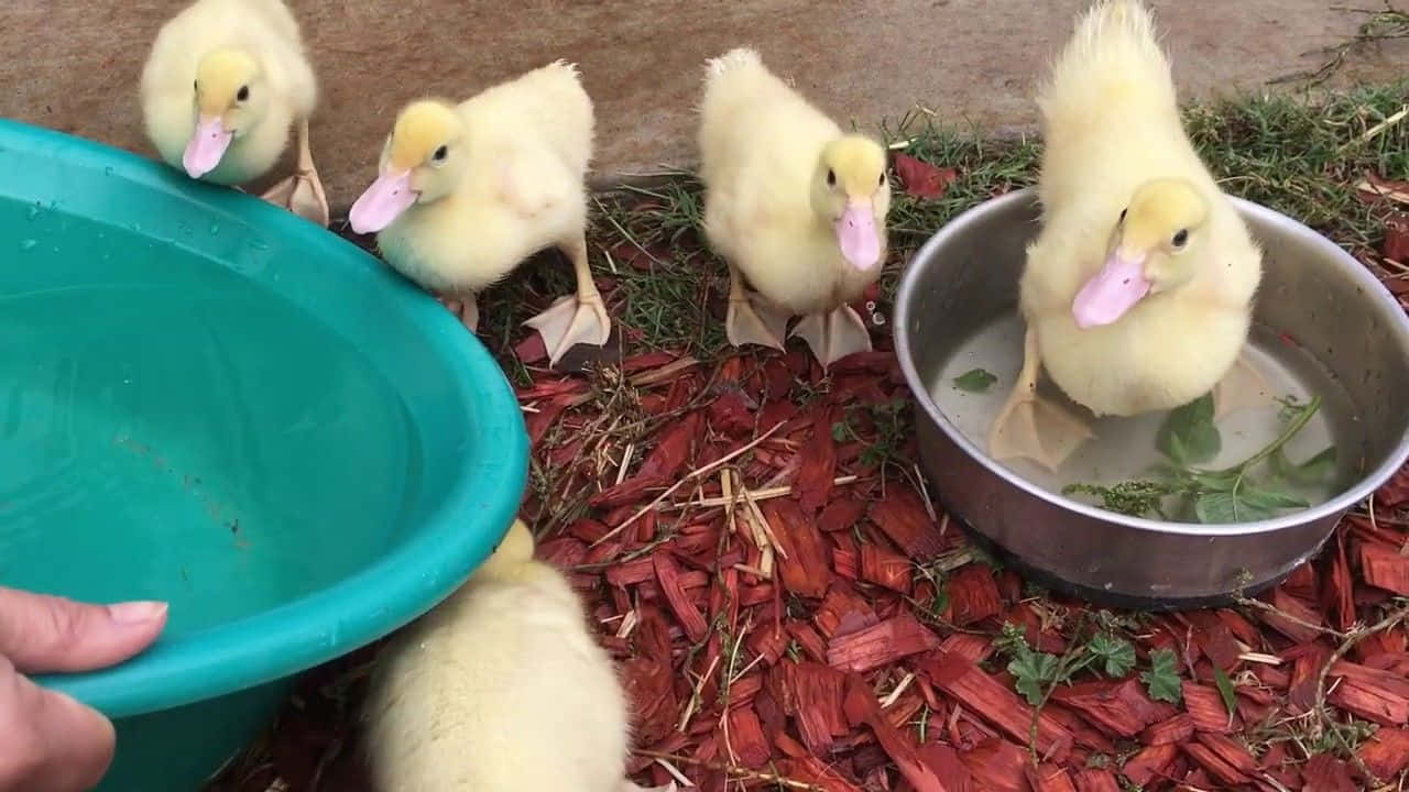 Baby Duck 桌布 壁紙 — 五隻毛茸茸的黃色小鴨在紅色覆蓋物庭院中探索，一隻從金屬碗中喝水，一隻手在附近拿著一個青色的水盆。