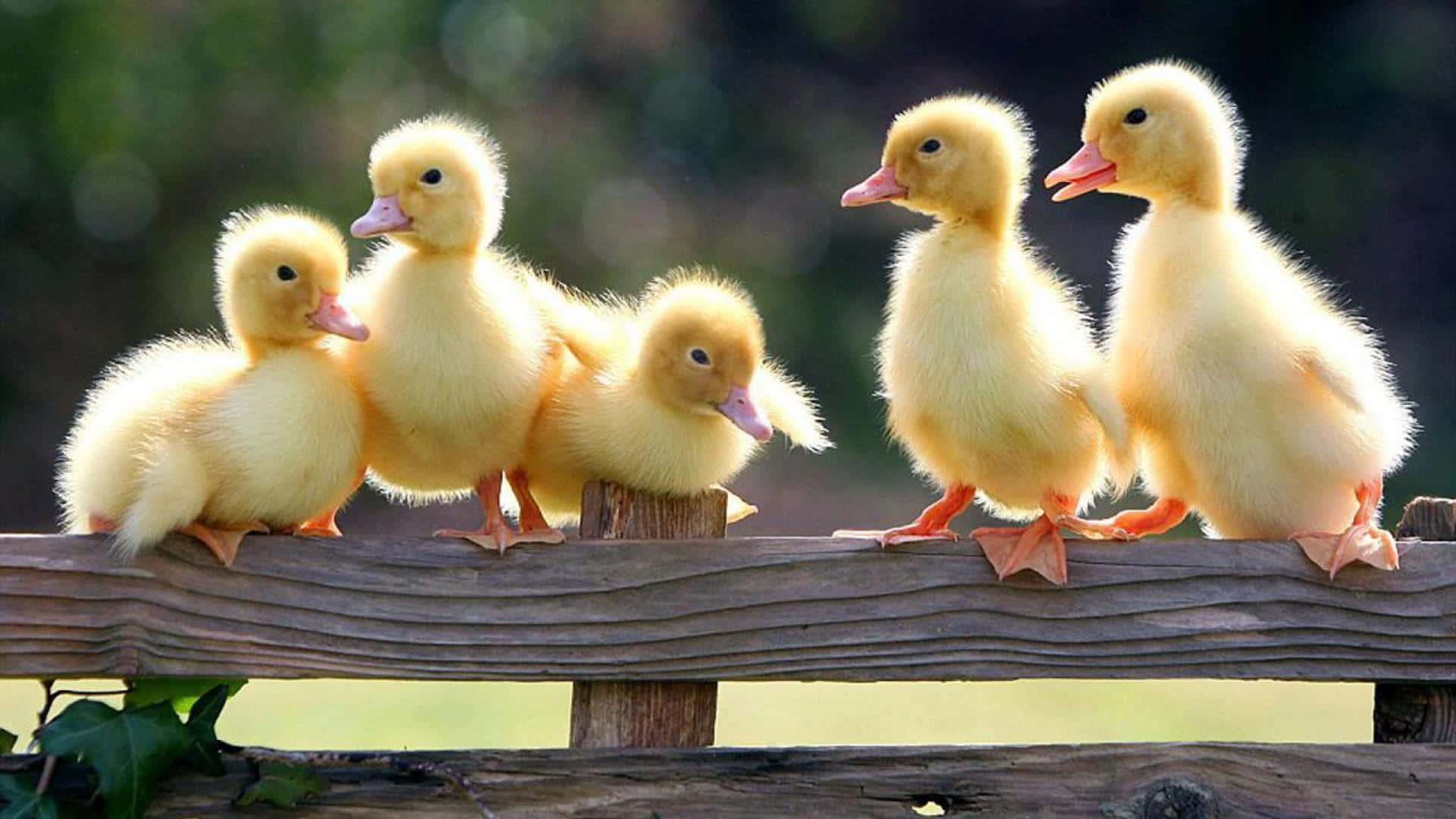 Cute Duck 桌布 壁紙 — 五隻毛茸茸的黃色小鴨排成一排，棲息在風化的木柵欄上，背景是柔和模糊的綠色。