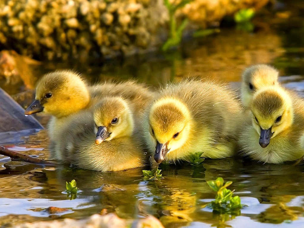 Baby Duck 桌布 壁紙 — 五隻毛茸茸的黃色小鵝在岩石和綠色植物附近的淺水中擠在一起。