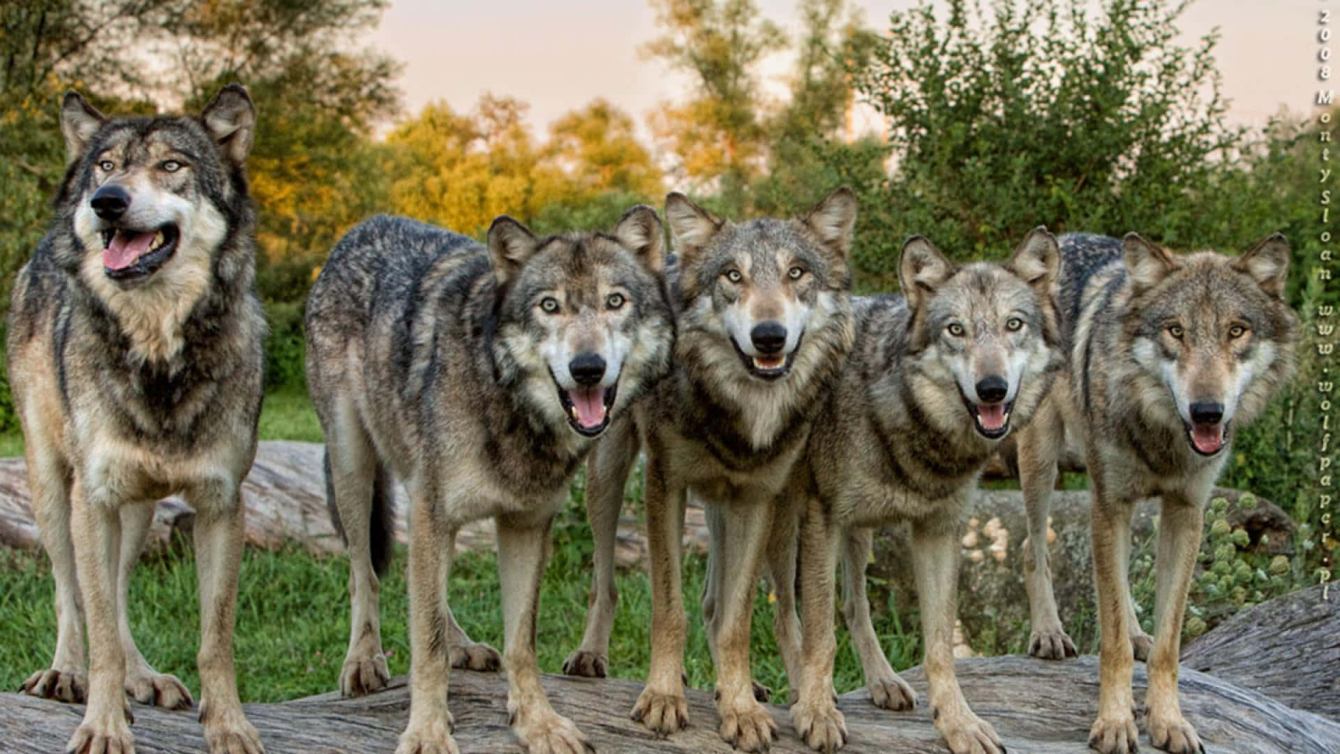 animals 桌布 壁紙 — 五隻狼警覺地站在一根圓木上，身後是陽光普照的森林和金色的樹葉。