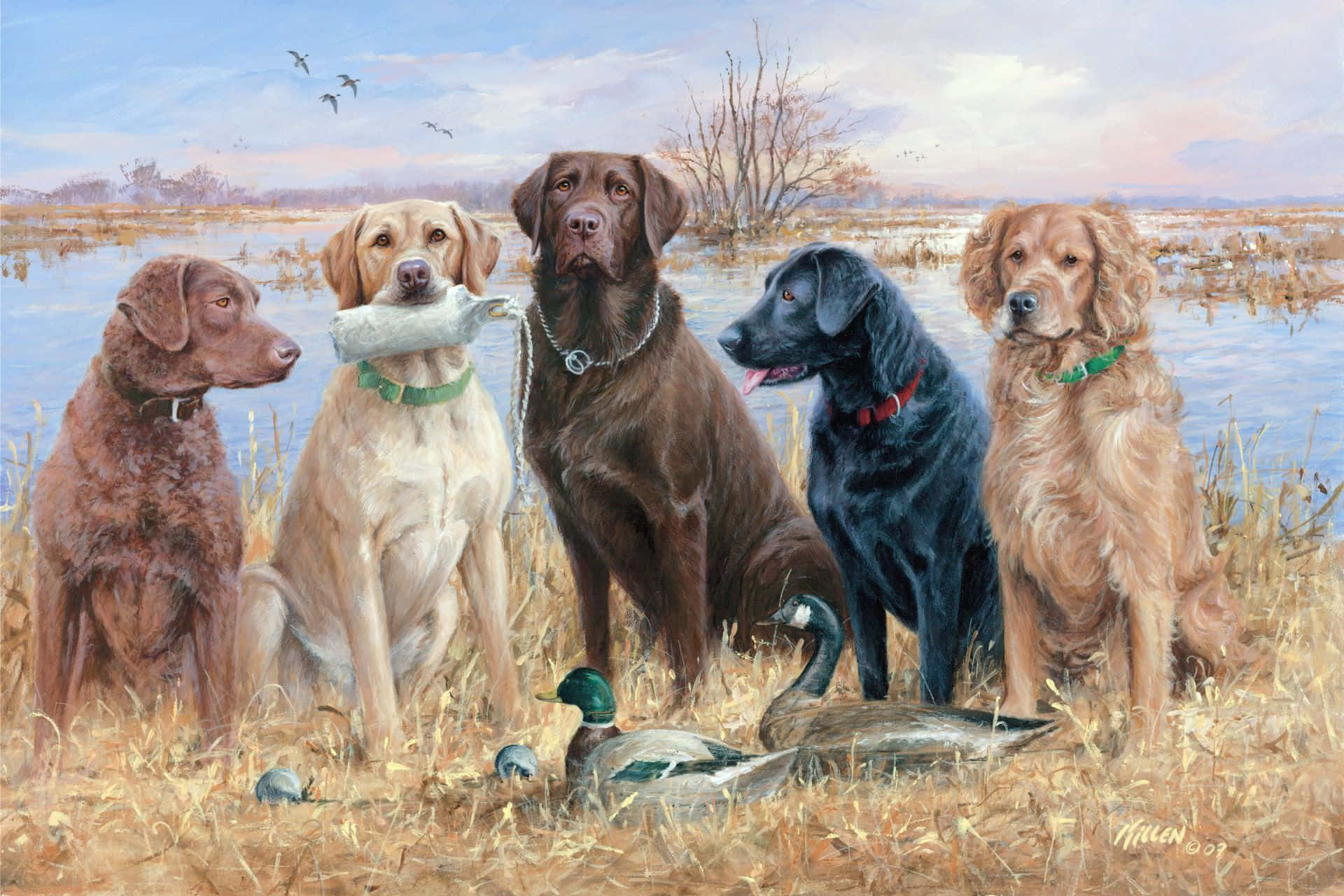 Hunting Desktop 桌布 壁紙 — 五隻獵犬在沼澤田野中，背景有鴨子和鳥類，天空柔和。