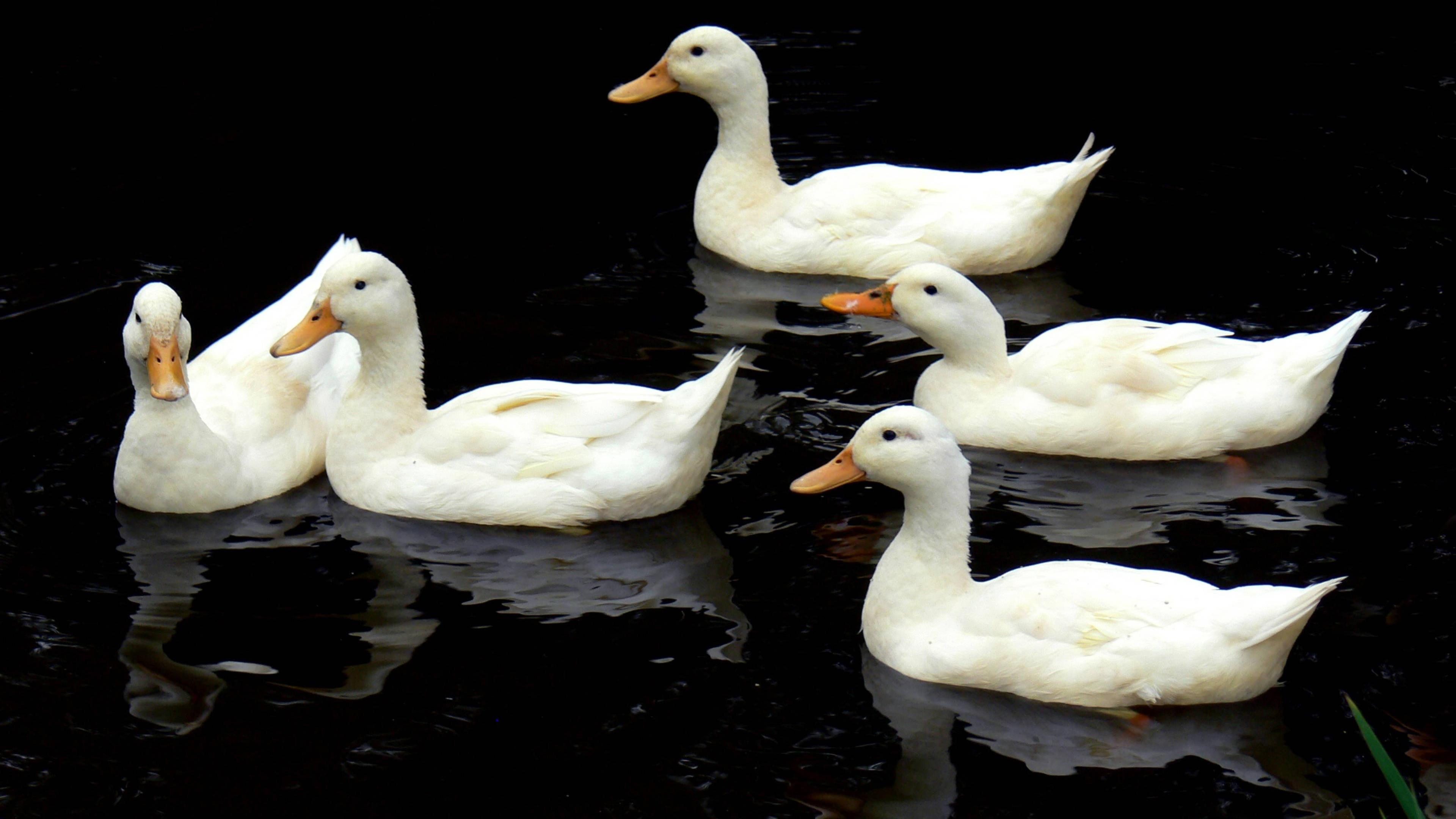 White Duck 桌布 壁紙 — 五隻白色鴨子，橙色喙，在黑色背景的深色水面上平靜滑行，倒影清晰可見。