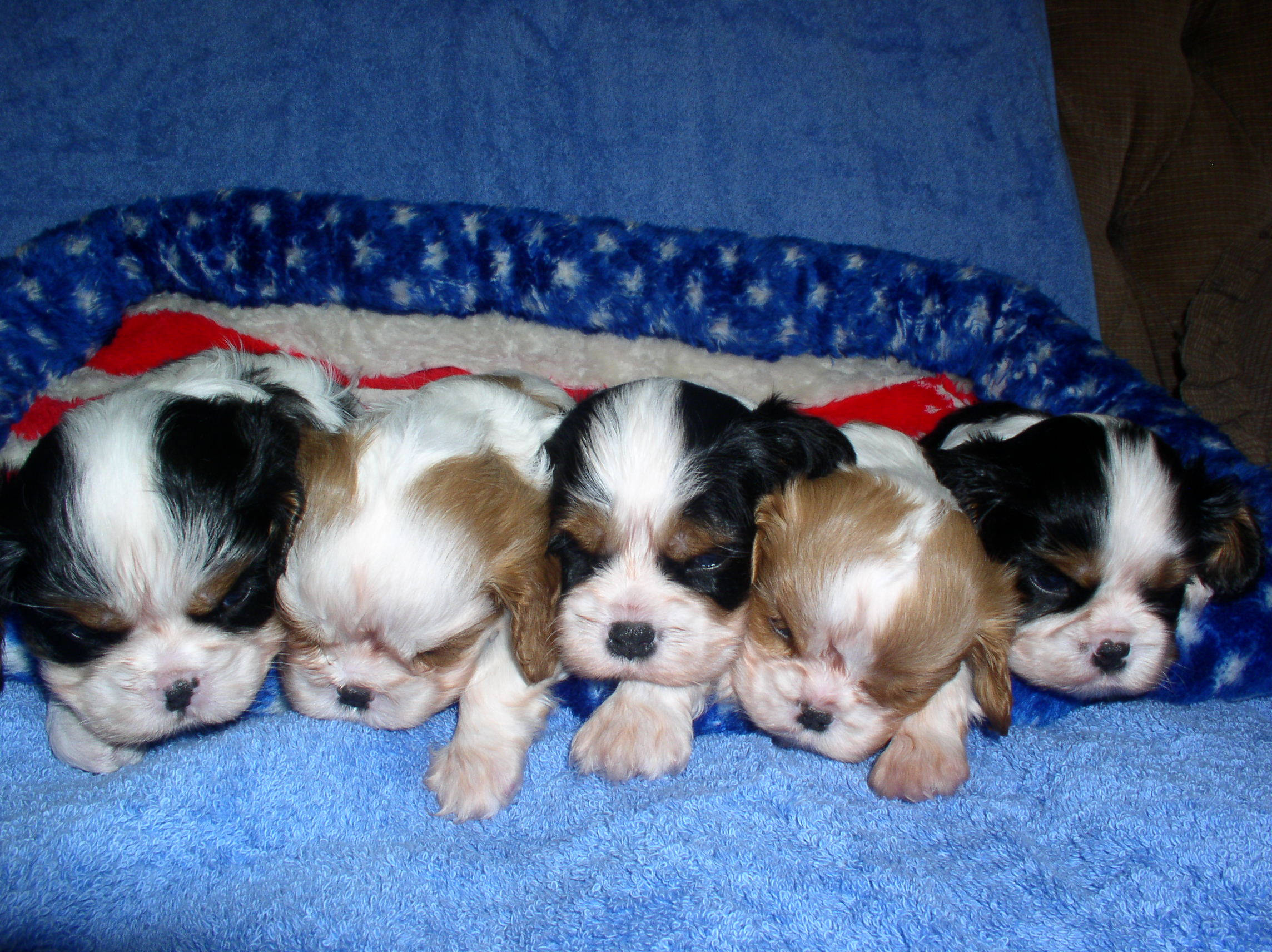 Sleeping Dog 桌布 壁紙 — 五隻睏倦的卡維利亞王查理斯史賓格犬幼犬並排休息在一個藍色星星圖案的床上。