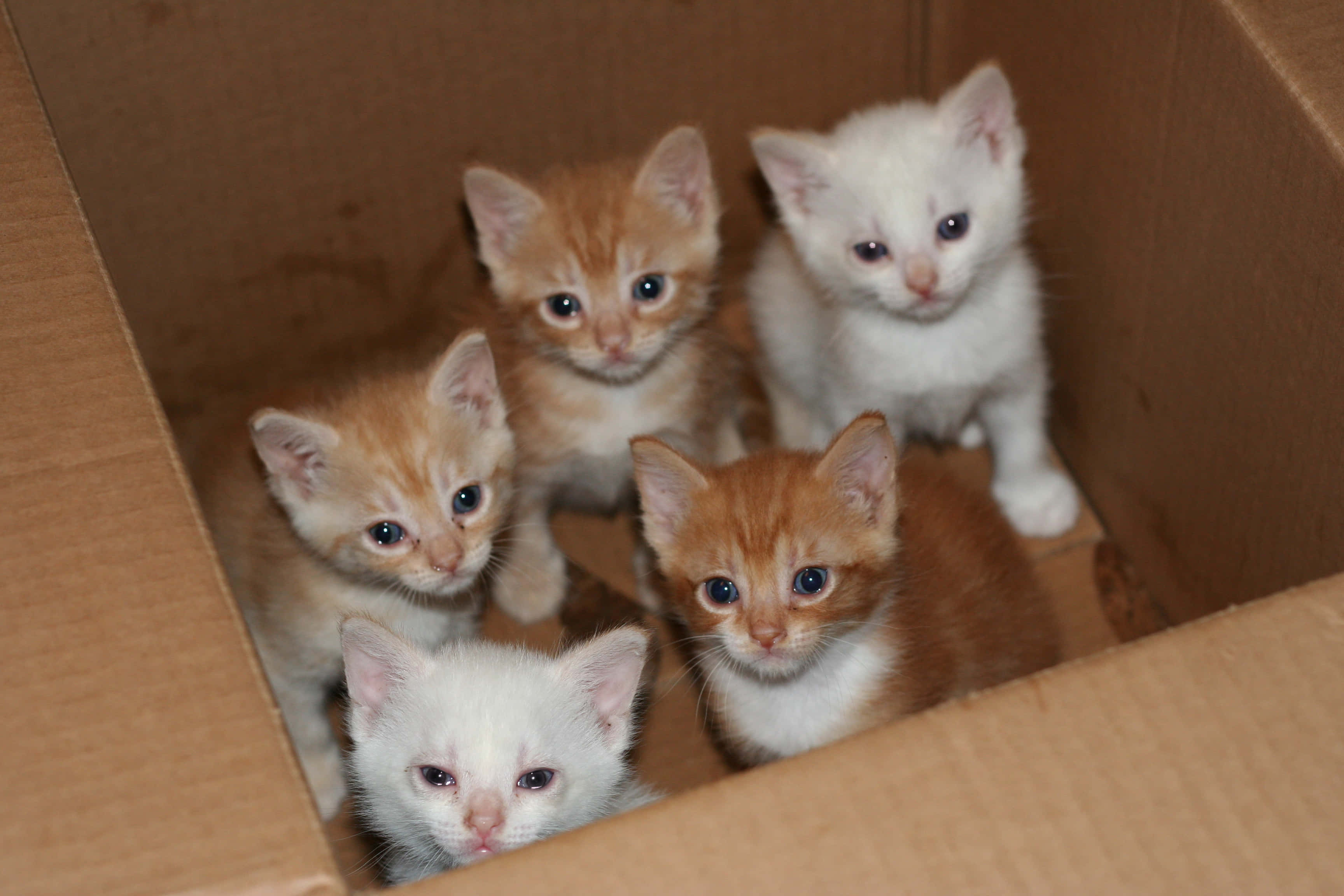 kittens 桌布 壁紙 — 五隻藍眼睛的可愛小貓從紙箱內好奇地張望。