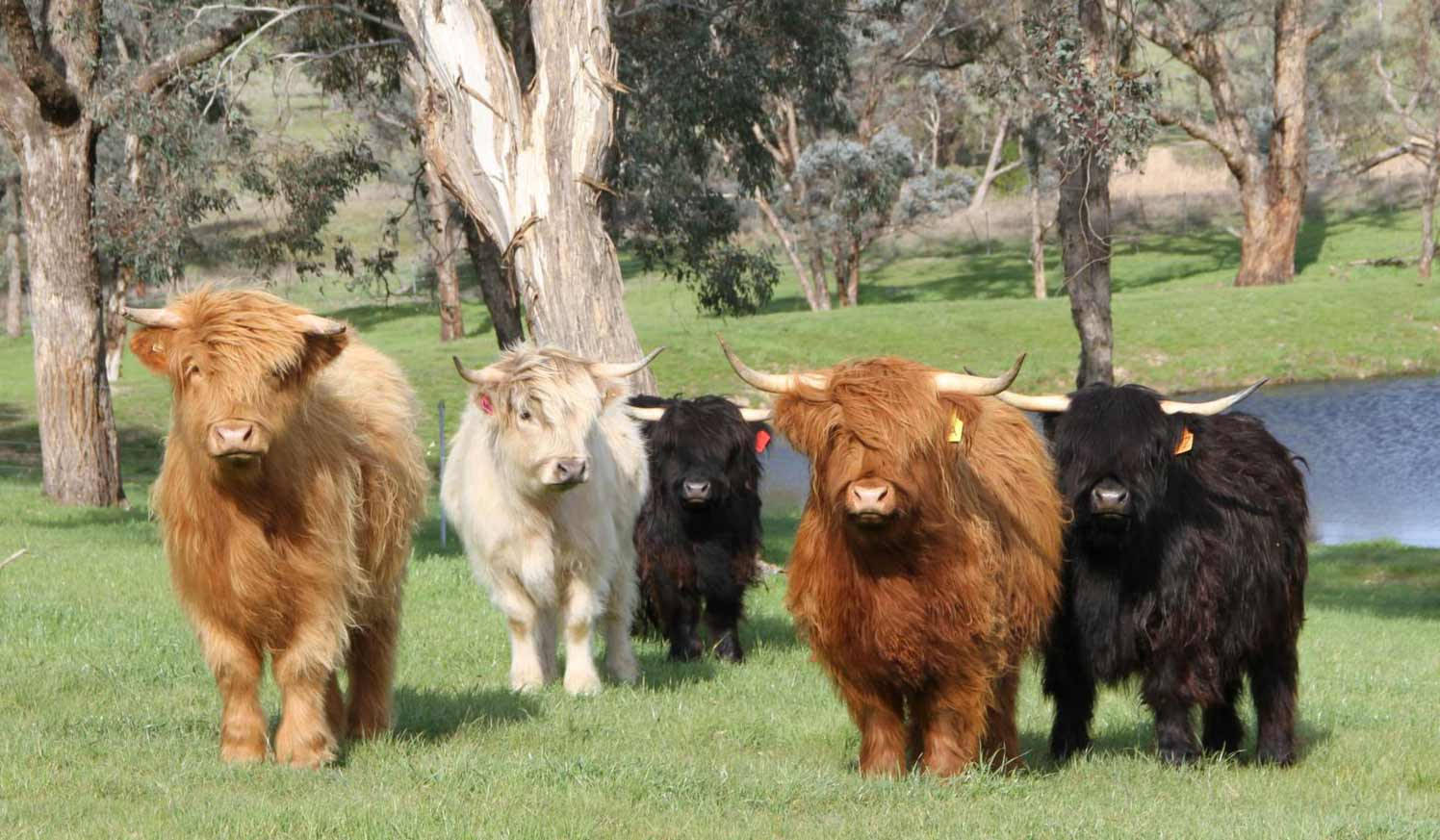 Fluffy Cow 桌布 壁紙 — 五隻長角的毛茸茸高地牛站在草地上，附近有樹木和池塘，陽光普照。
