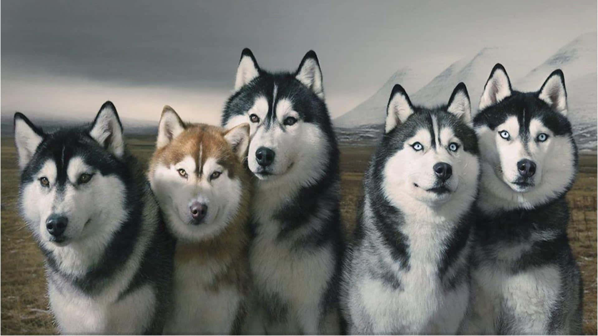 Dogs 桌布 壁紙 — 五隻雄偉的西伯利亞哈士奇，擁有引人注目的眼睛和濃密的毛髮，在霧氣繚繞的山景背景下警覺地站立。
