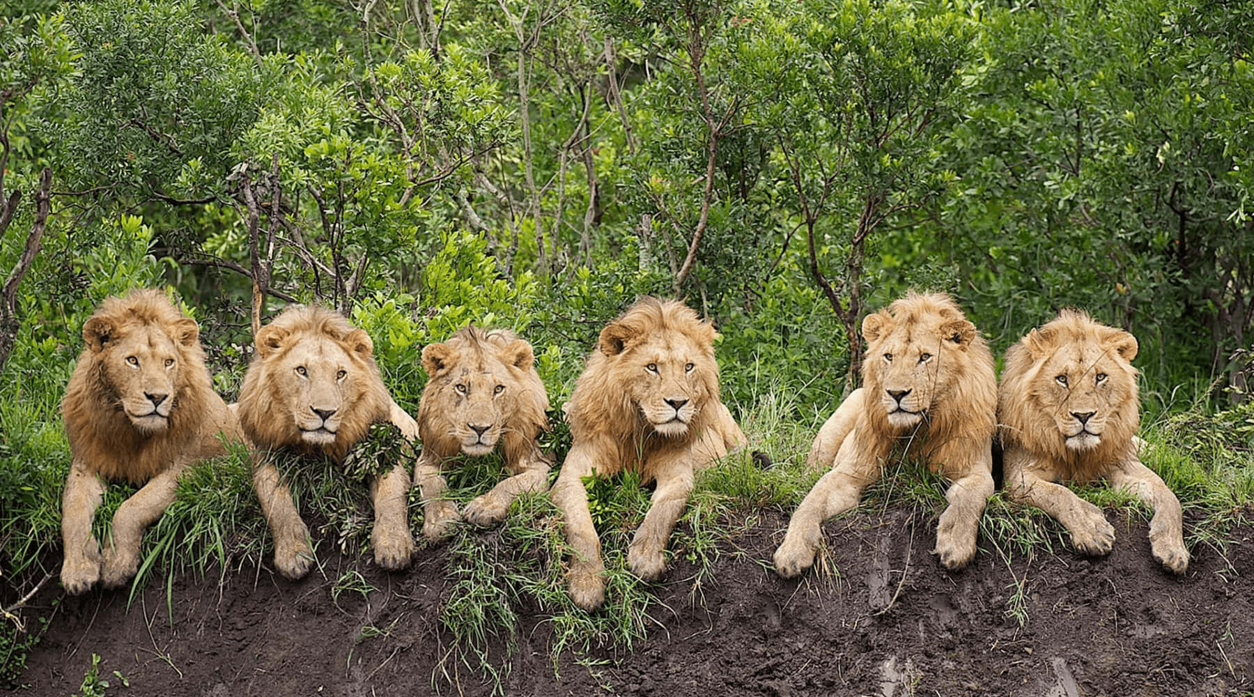 Lions 桌布 壁紙 — 五隻雄偉的雄獅，擁有濃密的金色鬃毛，警覺地排成一排，休息在一個被茂密綠色樹葉包圍的草土丘上。