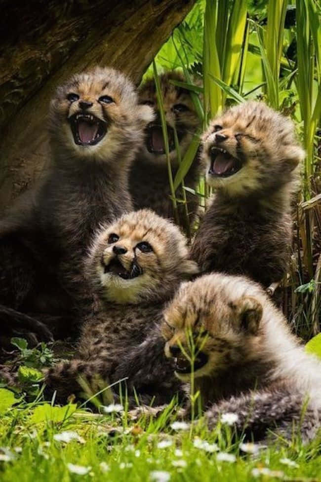 動物 桌布 壁紙 — 五隻頑皮的獵豹幼崽在一棵樹下打哈欠和伸展身體，在一個陽光明媚、點綴著白色花朵的草地上。