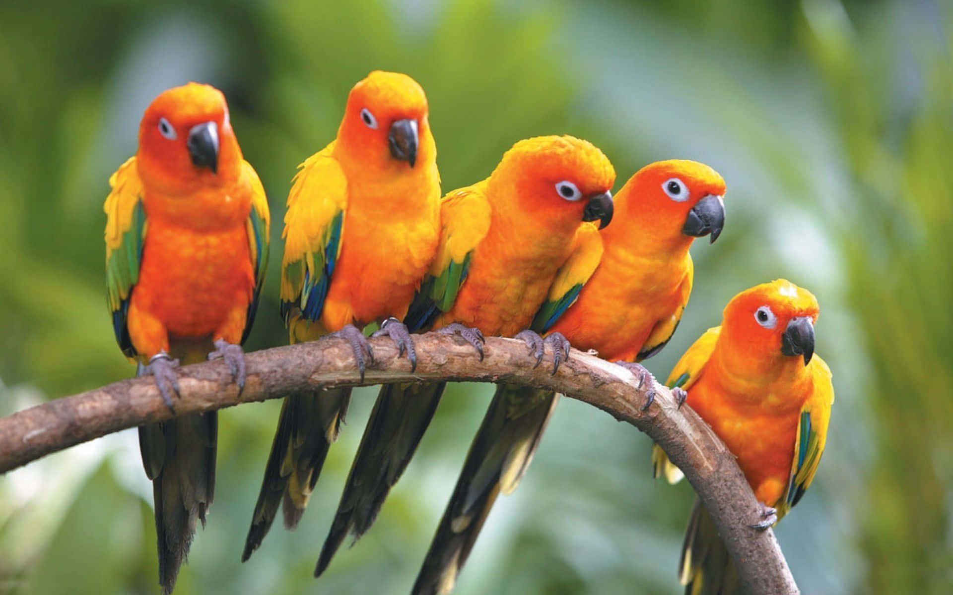 Beautiful Birds 桌布 壁紙 — 五隻鮮豔的橙色太陽錐尾鸚鵡緊密地棲息在一根彎曲的樹枝上，背景是柔和的綠色樹葉。
