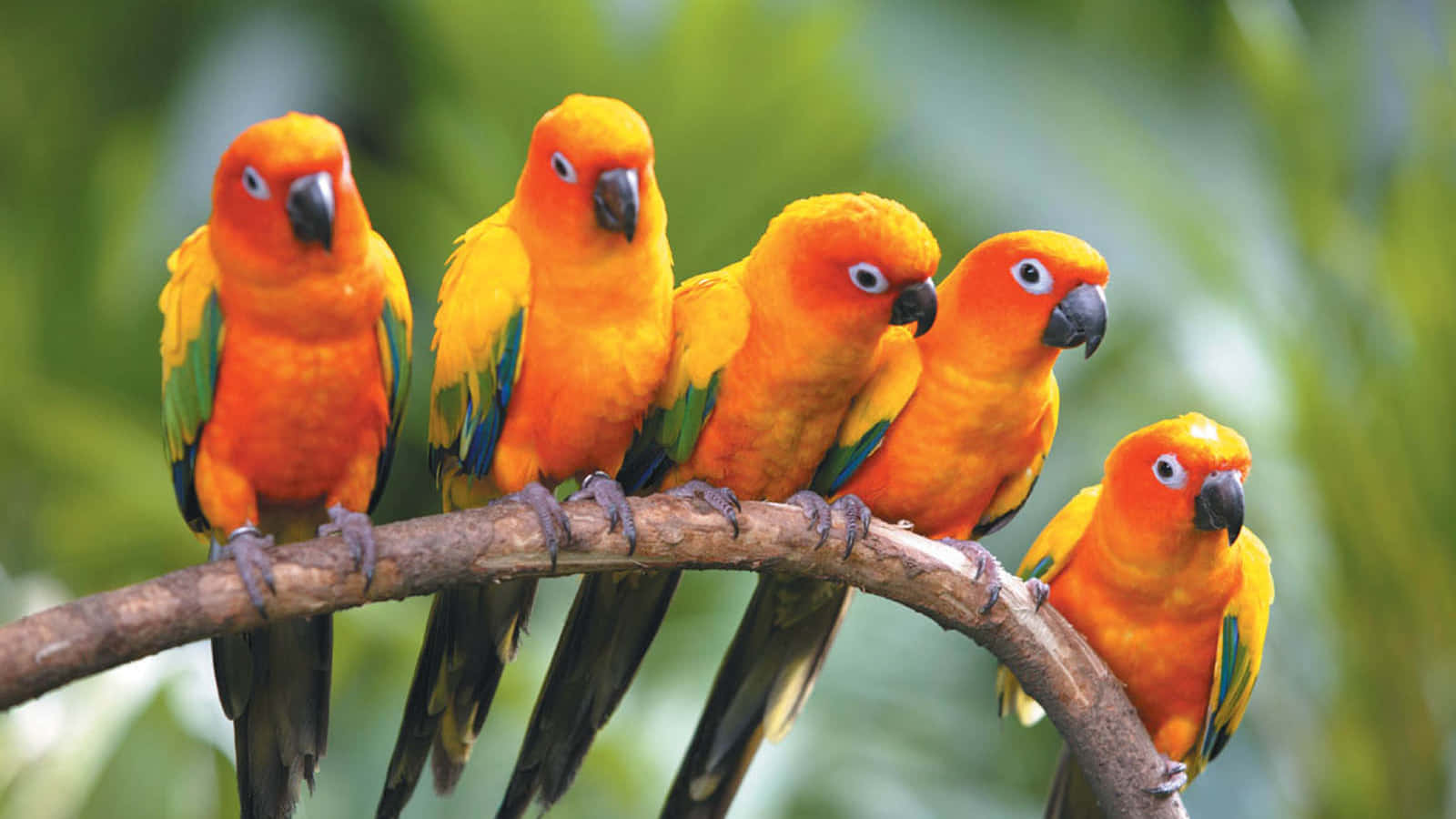 birds 桌布 壁紙 — 五隻鮮豔的橙色太陽錐尾鸚鵡緊密地棲息在一根彎曲的樹枝上，背景是柔和的綠色樹葉。
