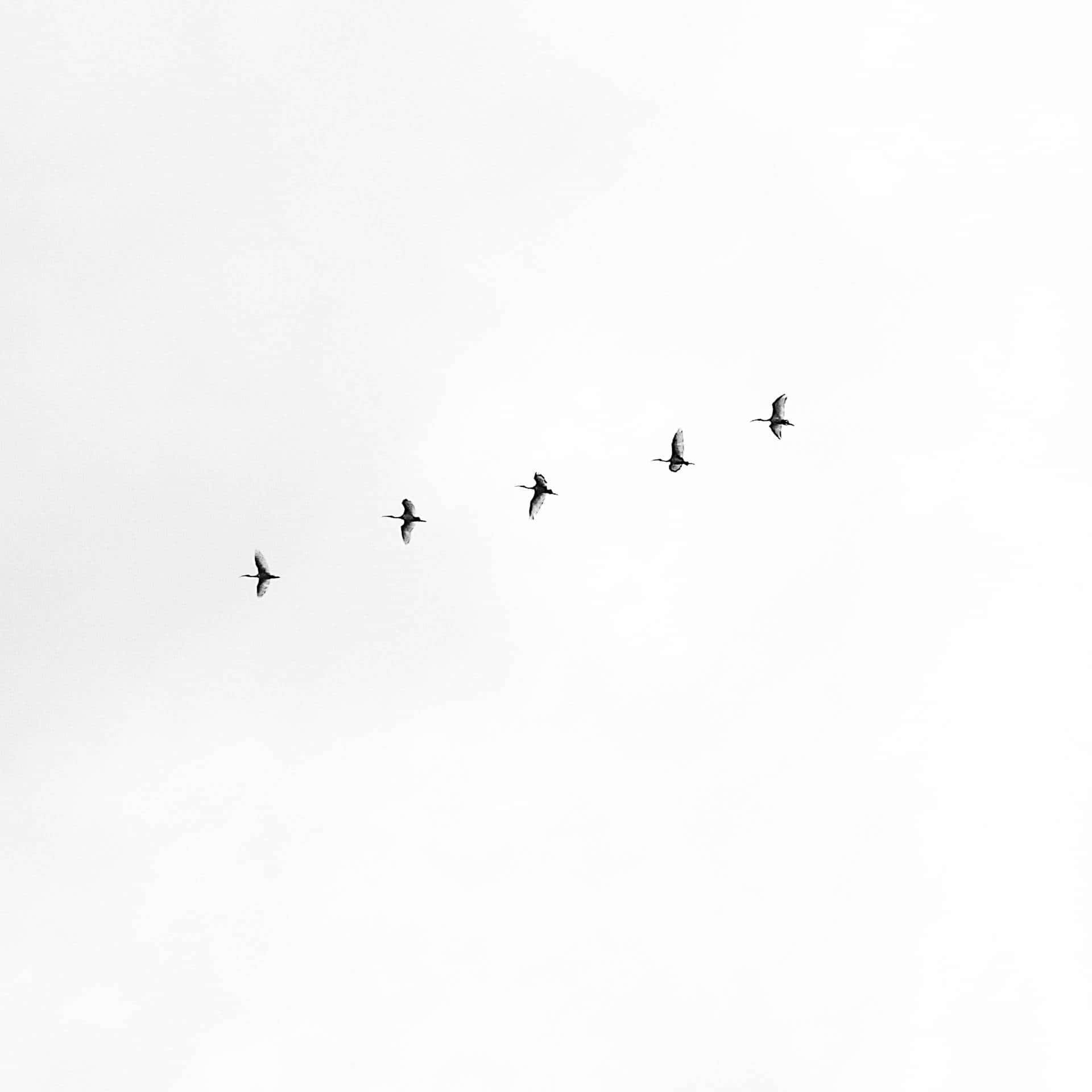 Black And White Aesthetic Pc 桌布 壁紙 — 五隻鳥兒以對角線排列，翱翔於廣闊多雲的天空中，雲層質感柔和。