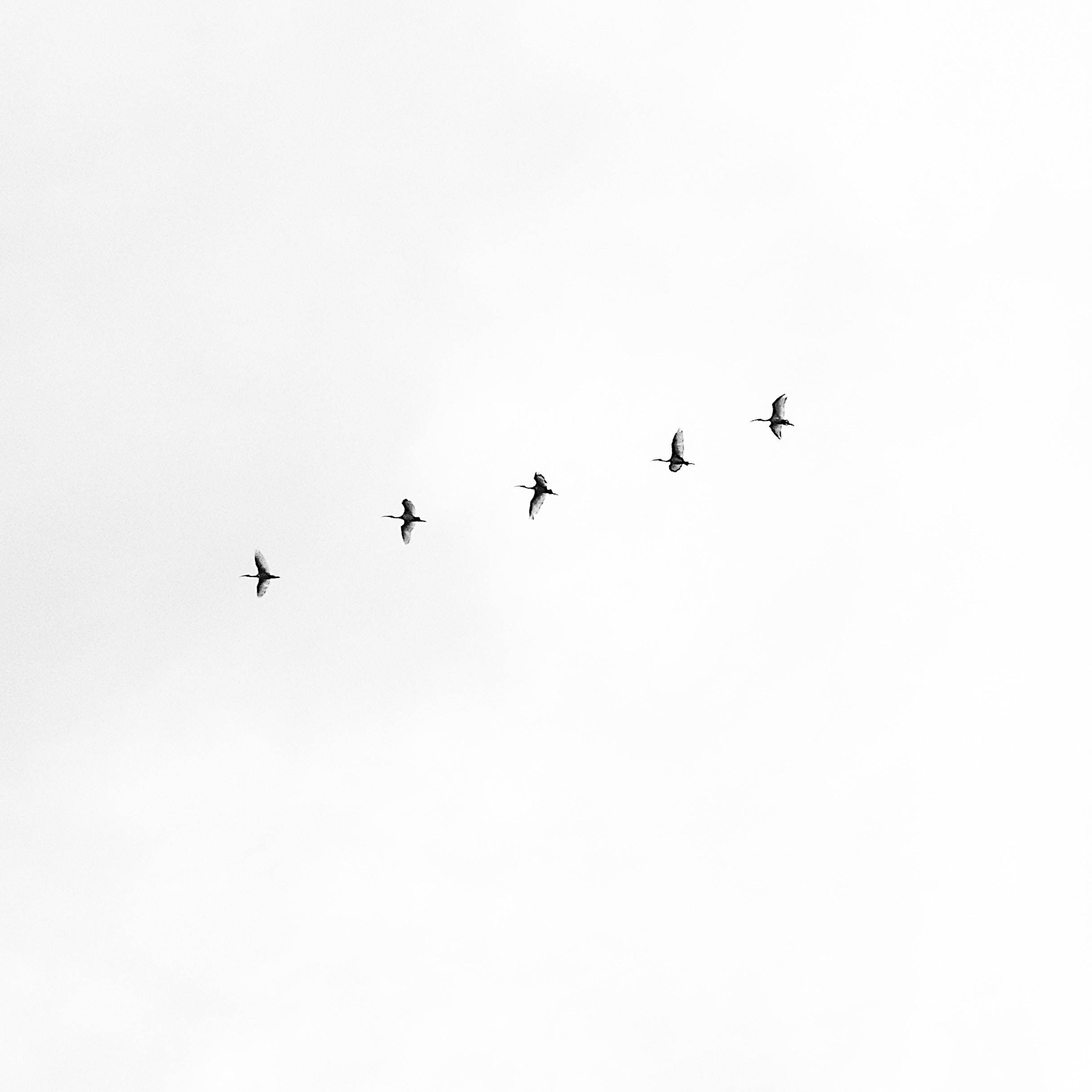 Birds Flying 桌布 壁紙 — 五隻鳥在單色廣闊陰天中以對角線翱翔。