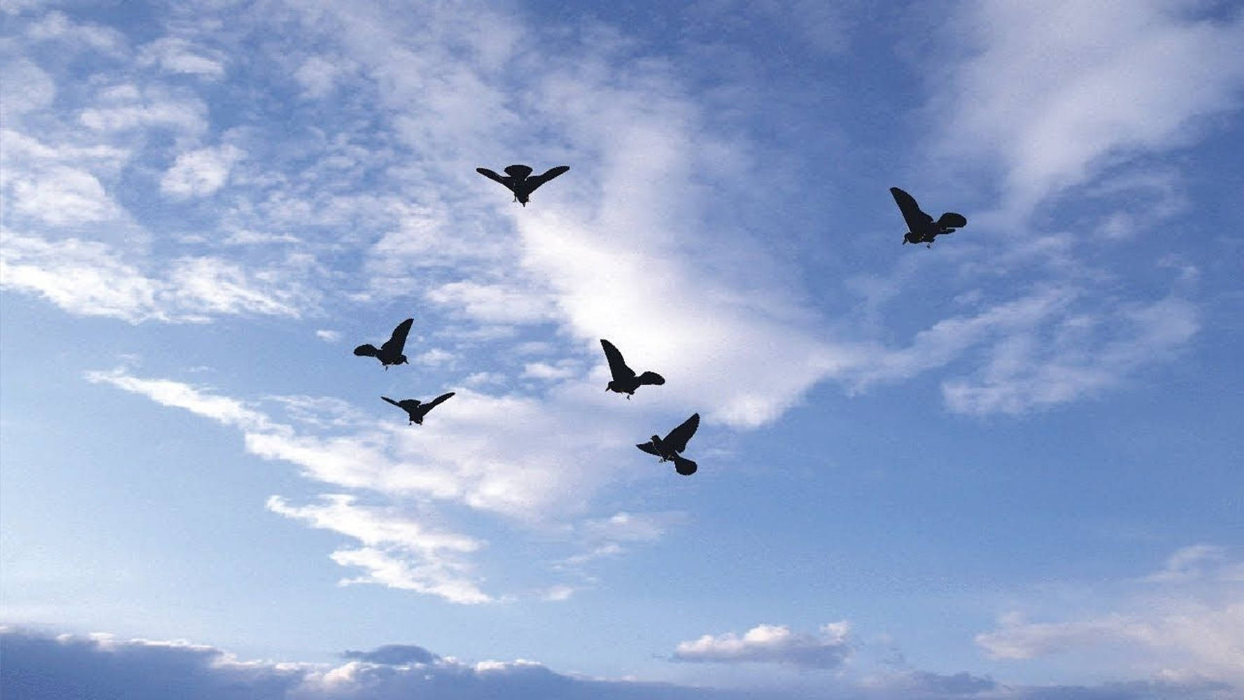 Birds Flying 桌布 壁紙 — 五隻鳥在明亮的藍天中編隊翱翔，天空散布著柔軟的白雲。