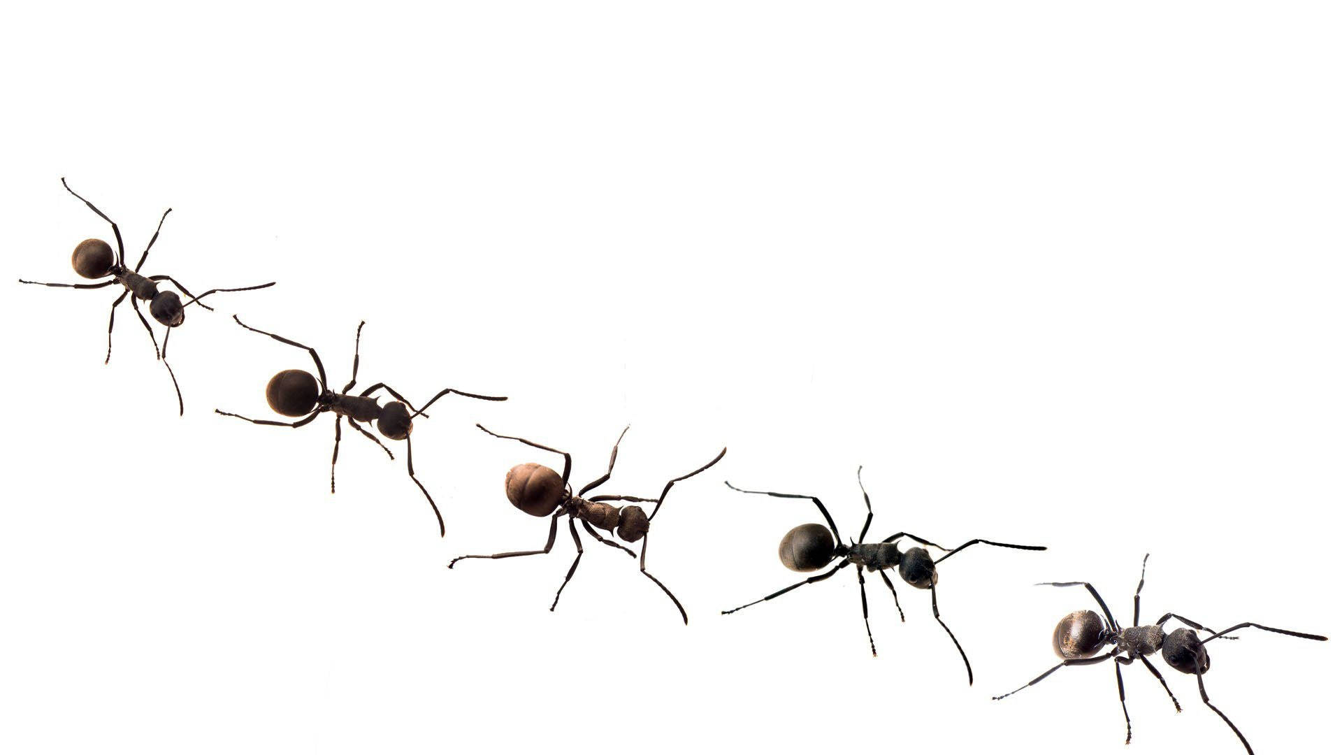 ant 桌布 壁紙 — 五隻黑色螞蟻排成單列，在純白背景上行進，其分節的身體和觸角細節清晰銳利。