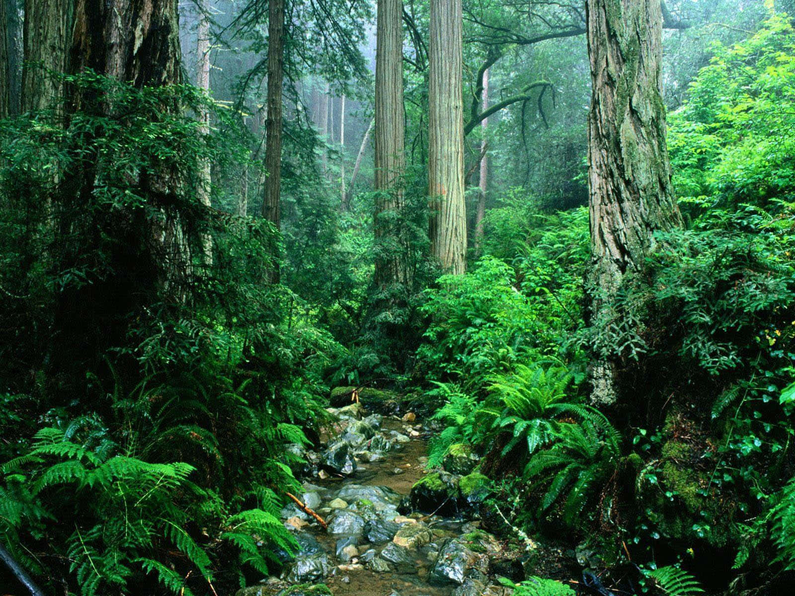 亞馬遜背景 壁紙