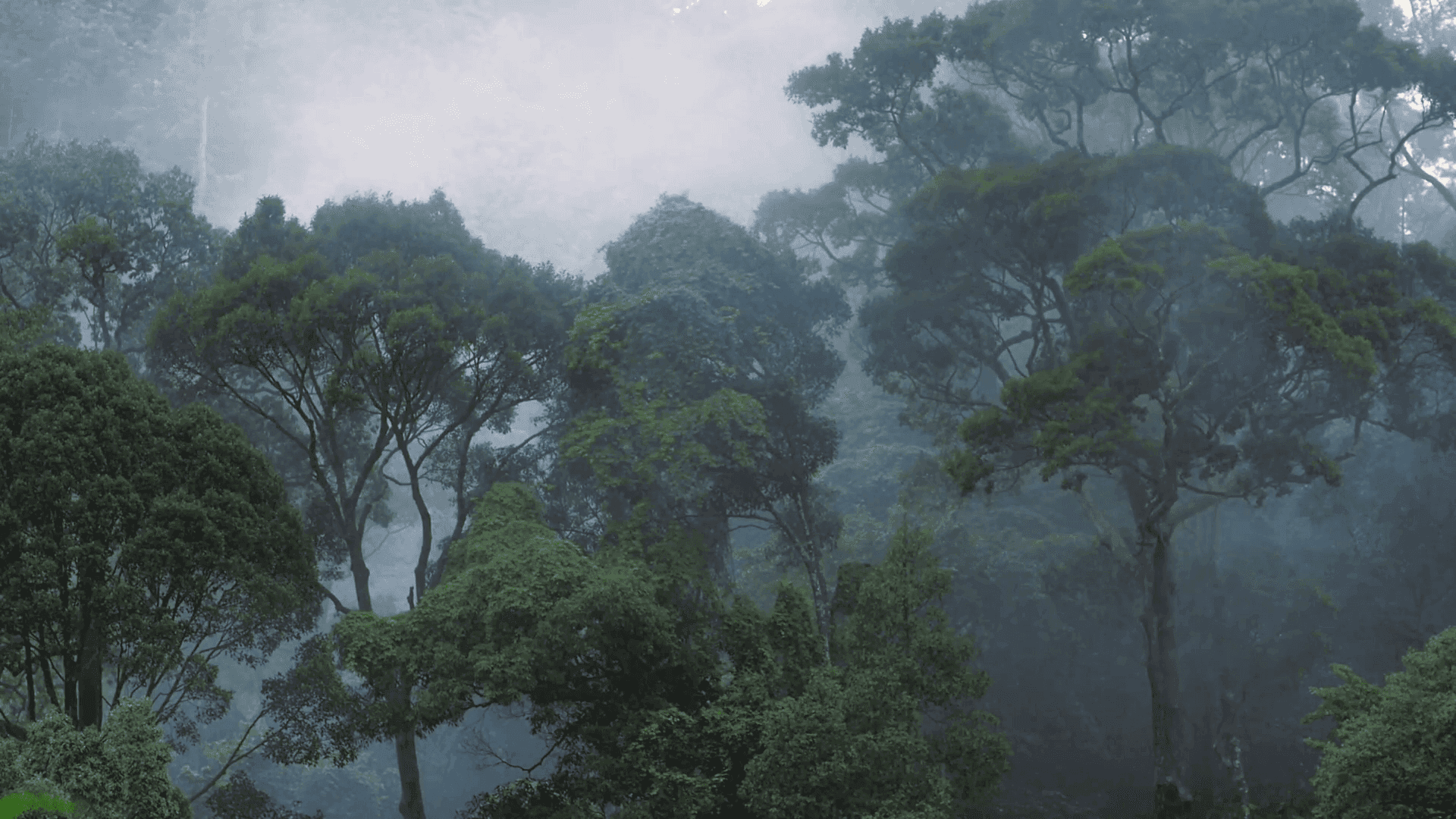 享受在美丽雨林茂密植被中漫步的宁静 壁紙