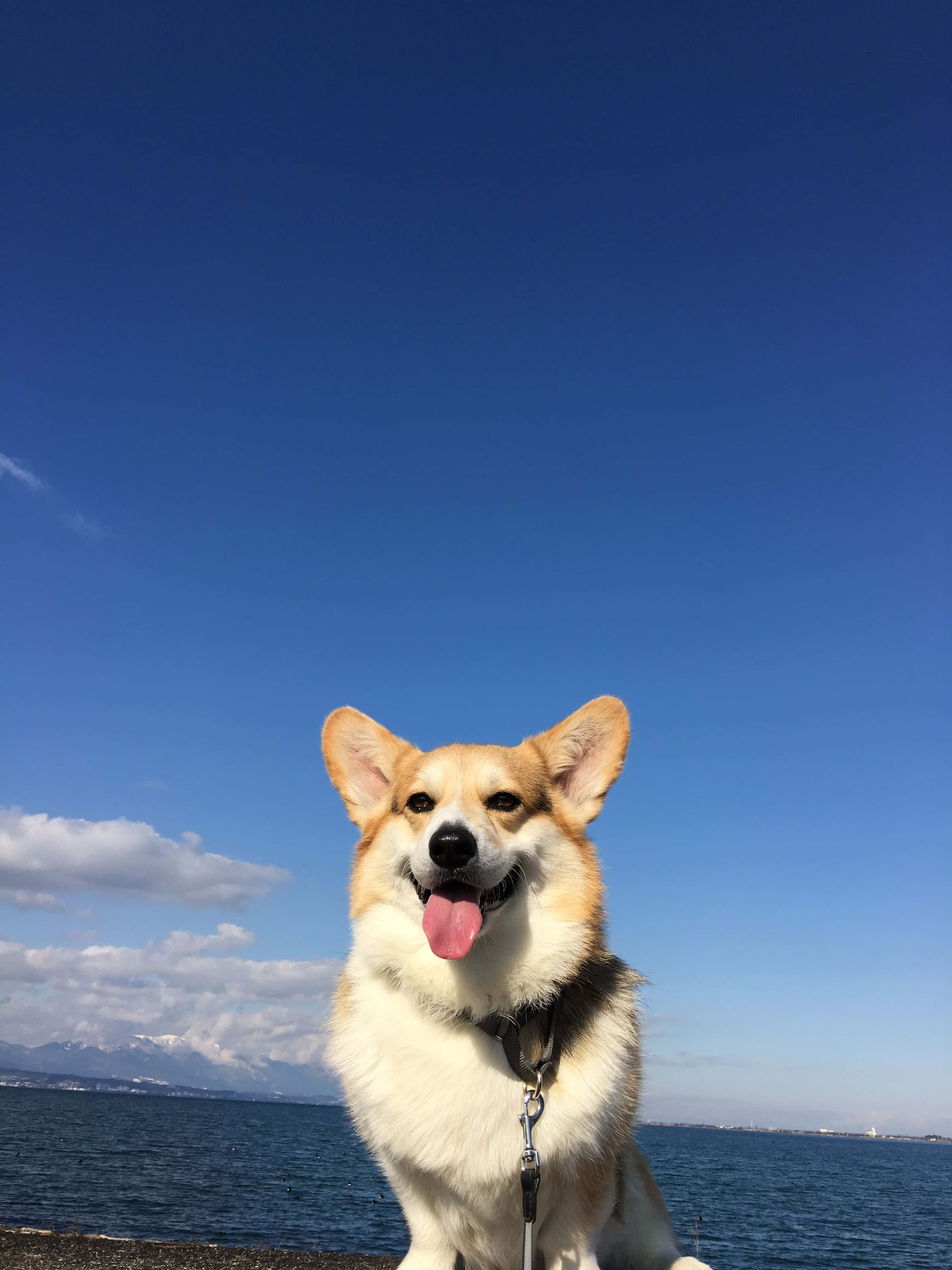 享受柯基犬帶來的悠閒好生活！ 壁紙
