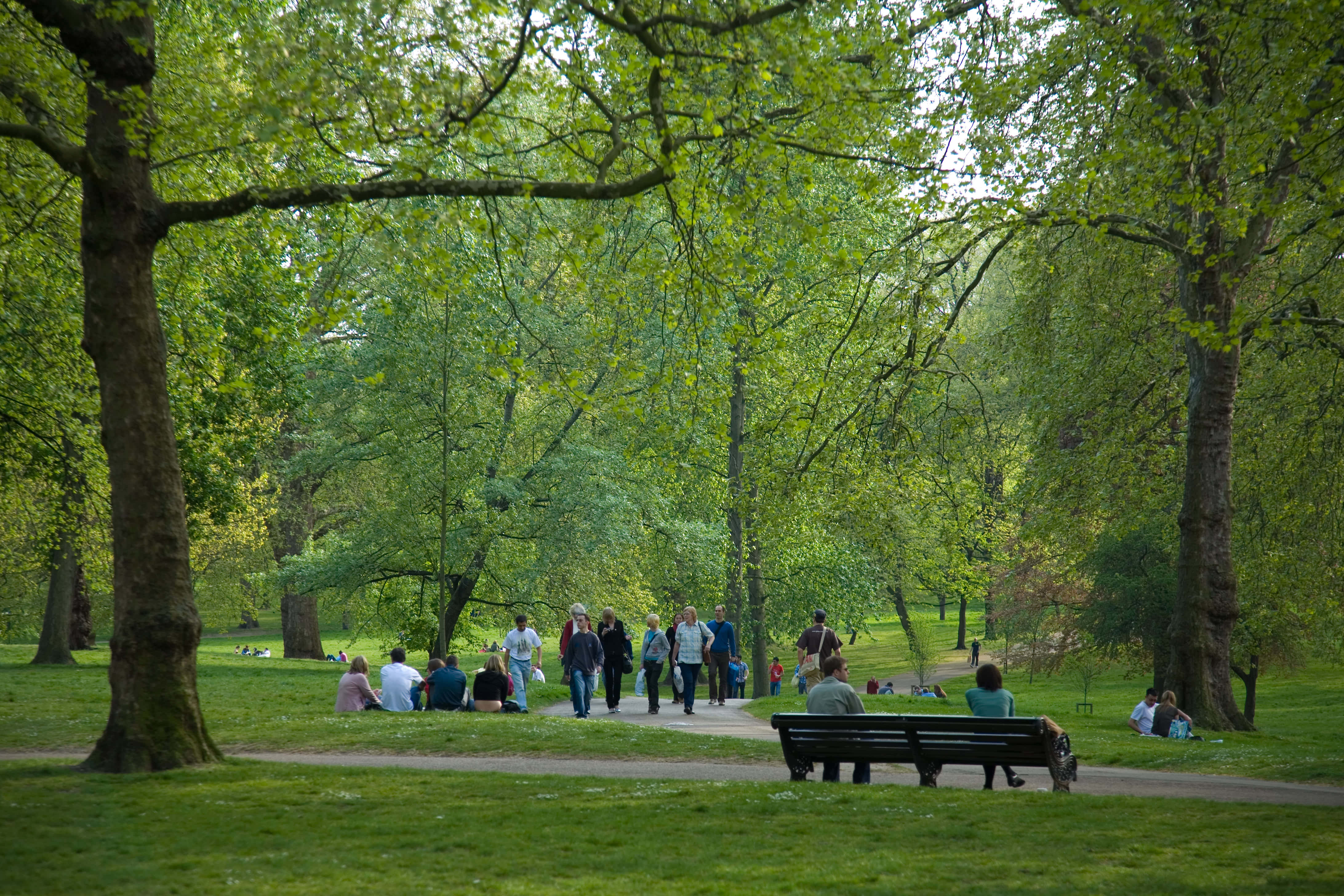trees 桌布 壁紙 — 人們在寧靜的公園裡，在茂密綠樹的樹冠下，沿著蜿蜒的小徑放鬆和漫步。
