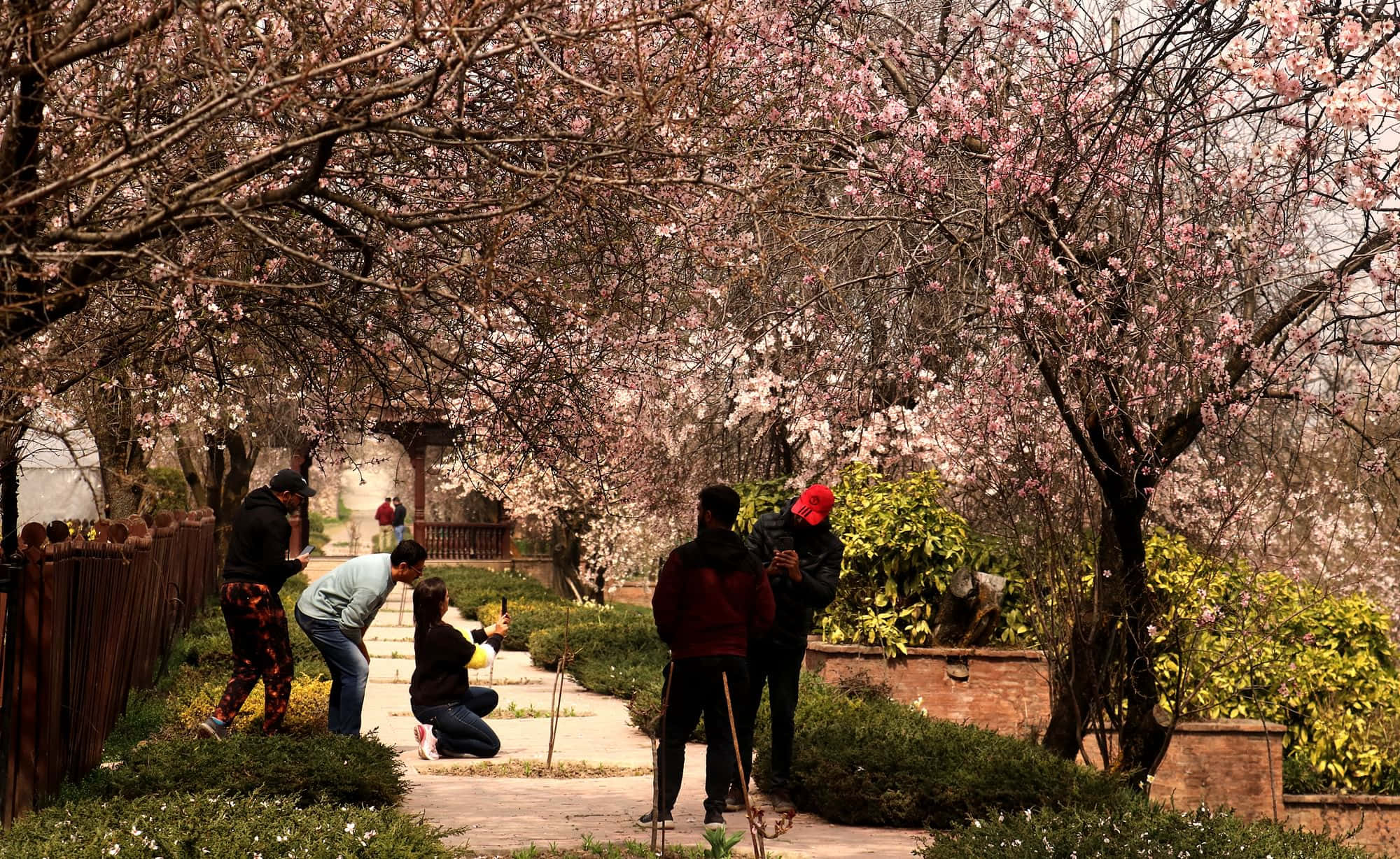 Spring Nature 桌布 壁紙 — 人們在寧靜的花園小徑上，在粉紅櫻花樹冠下漫步和拍照。