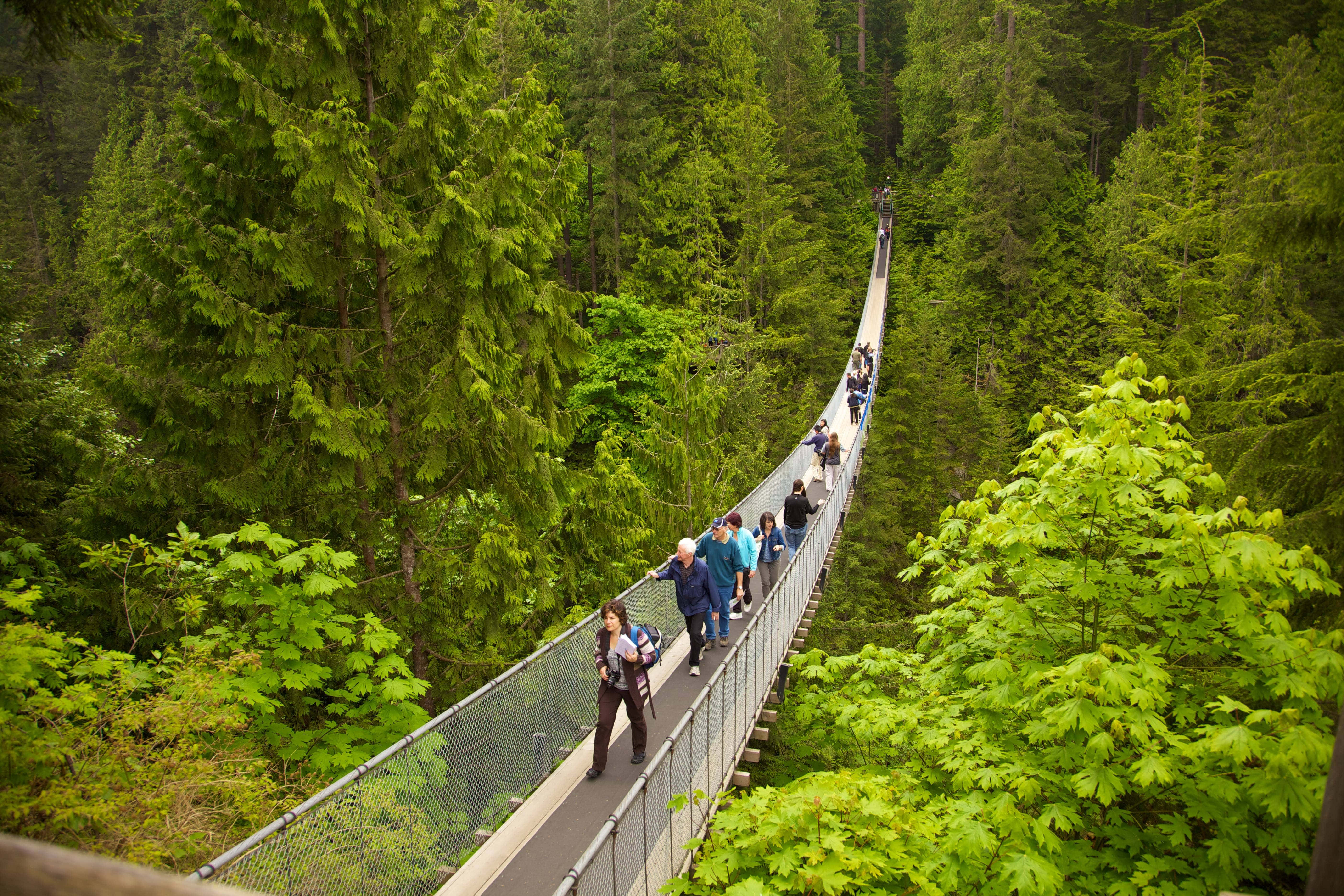 Eco-tourism 桌布 壁紙 — 人們沿著一條懸空的森林樹冠步道漫步，蜿蜒穿過高聳的常綠樹和充滿活力的綠色樹葉。