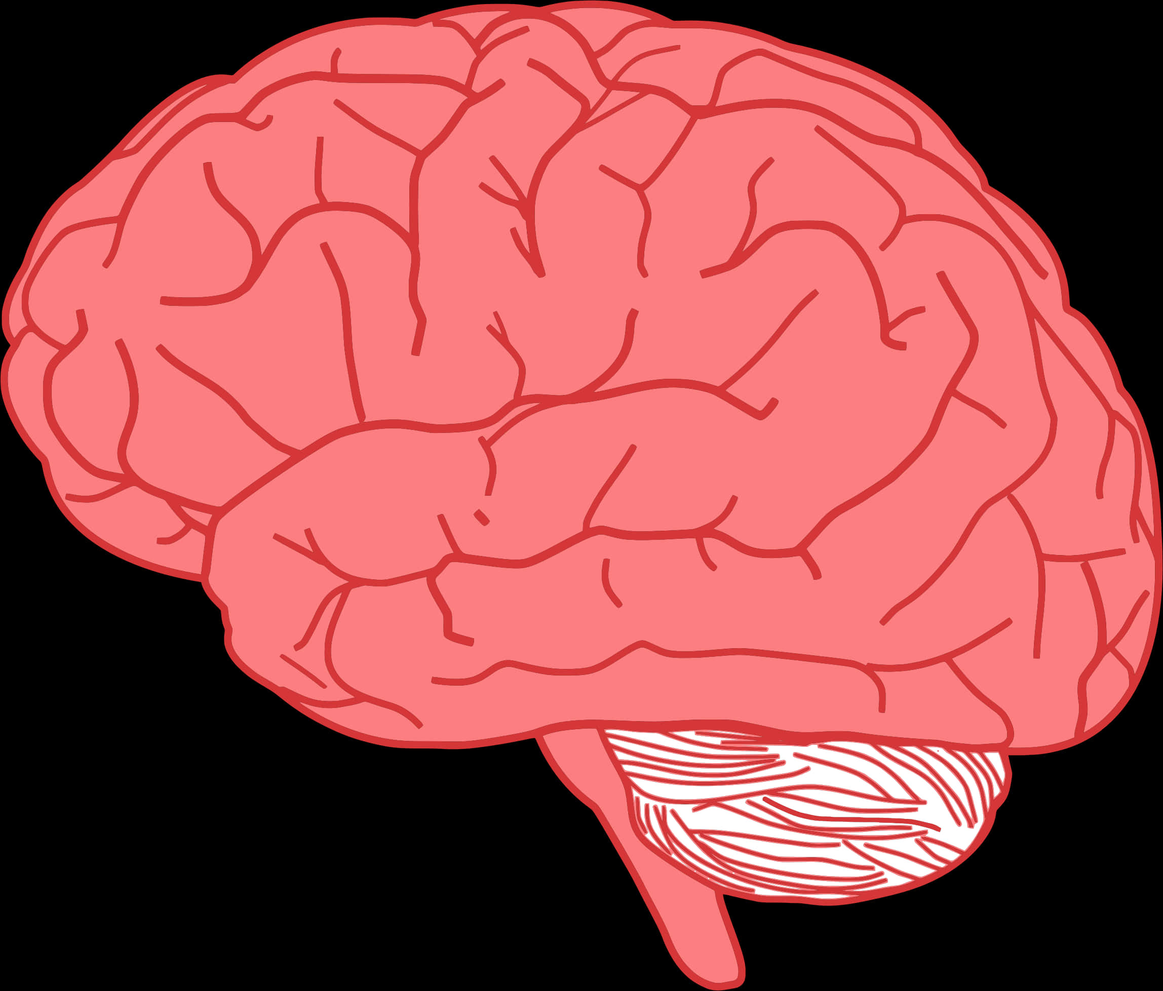 人類大腦插圖 壁紙