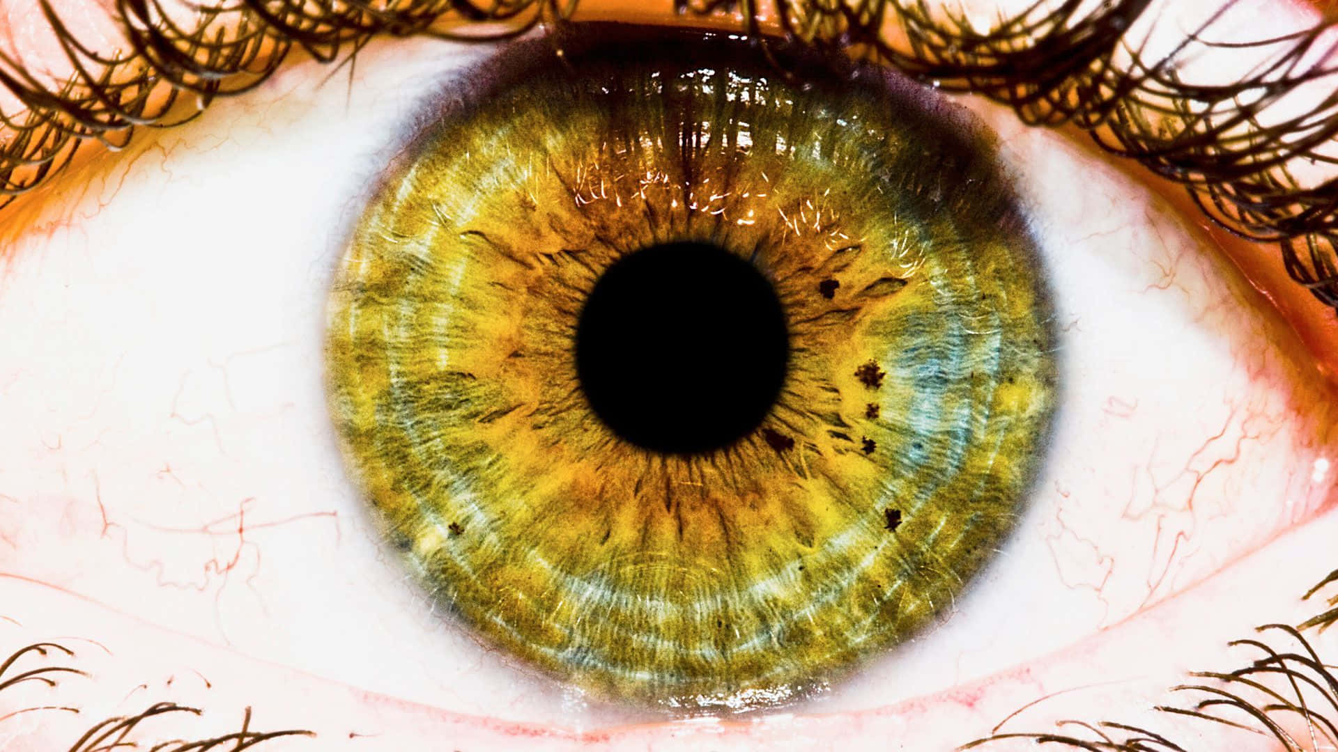 Eyes 桌布 壁紙 — 人類眼睛的極端特寫，帶有充滿活力的黃綠色虹膜和細緻的睫毛。