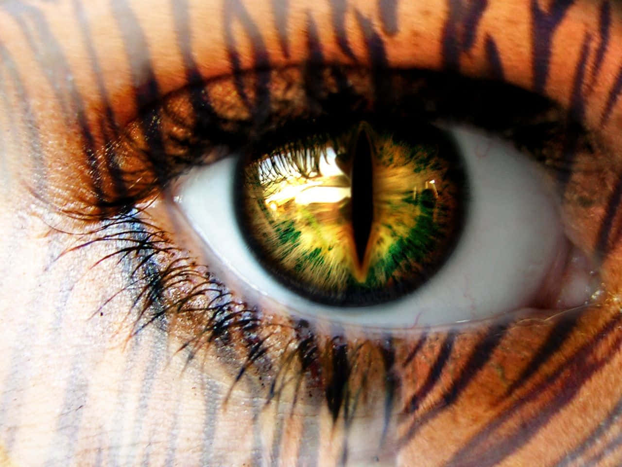 Eyes 桌布 壁紙 — 人類眼睛的特寫，有綠色和金色的虹膜，周圍是老虎紋化妝。