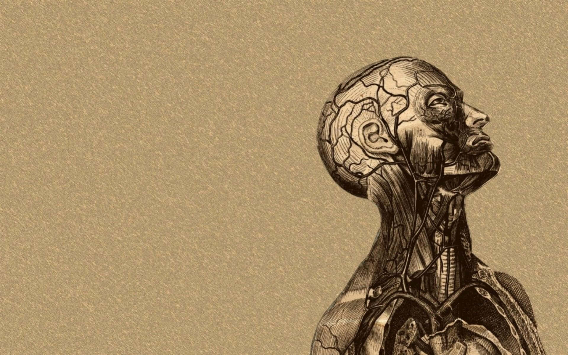 anatomy 桌布 壁紙 — 人類頭部和頸部的解剖學插圖，側面揭示複雜的肌肉和大腦結構，背景為紋理米色。
