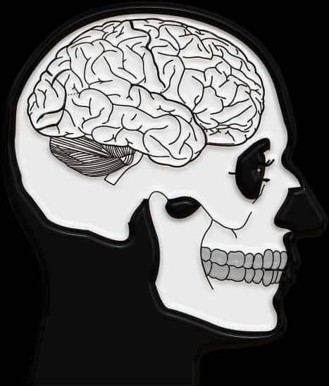 人類頭骨與大腦插圖 壁紙