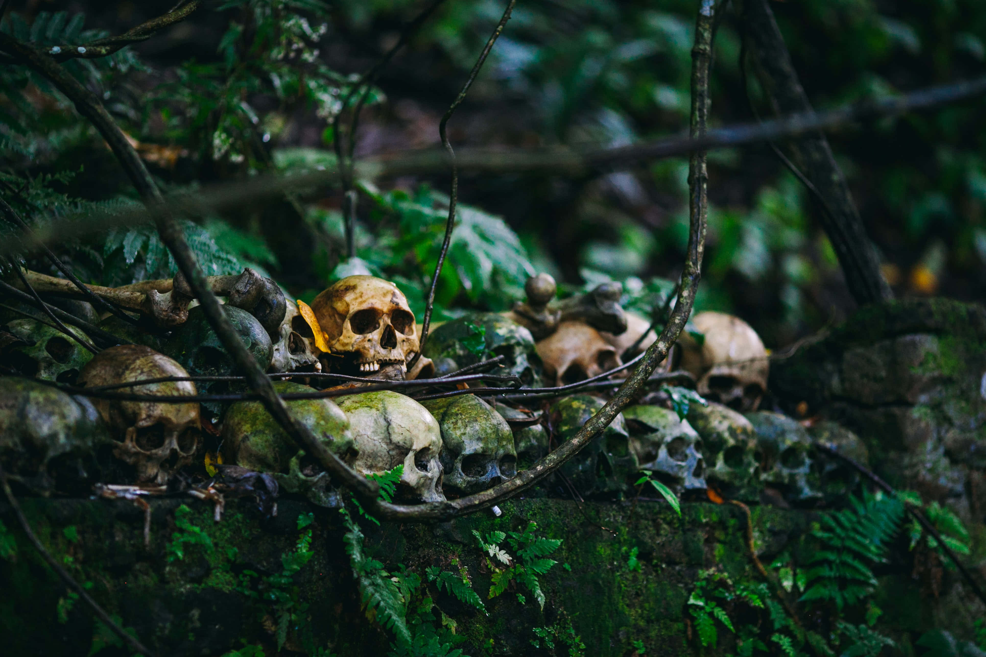 Halloween Skeleton 桌布 壁紙 — 人類頭骨躺在長滿苔蘚的岩石和纏繞的藤蔓之間，位於茂密陰暗的叢林中。