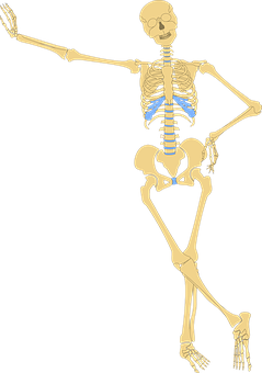 人體骨骼插圖 壁紙