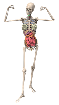 人體骨骼與內臟結構 壁紙