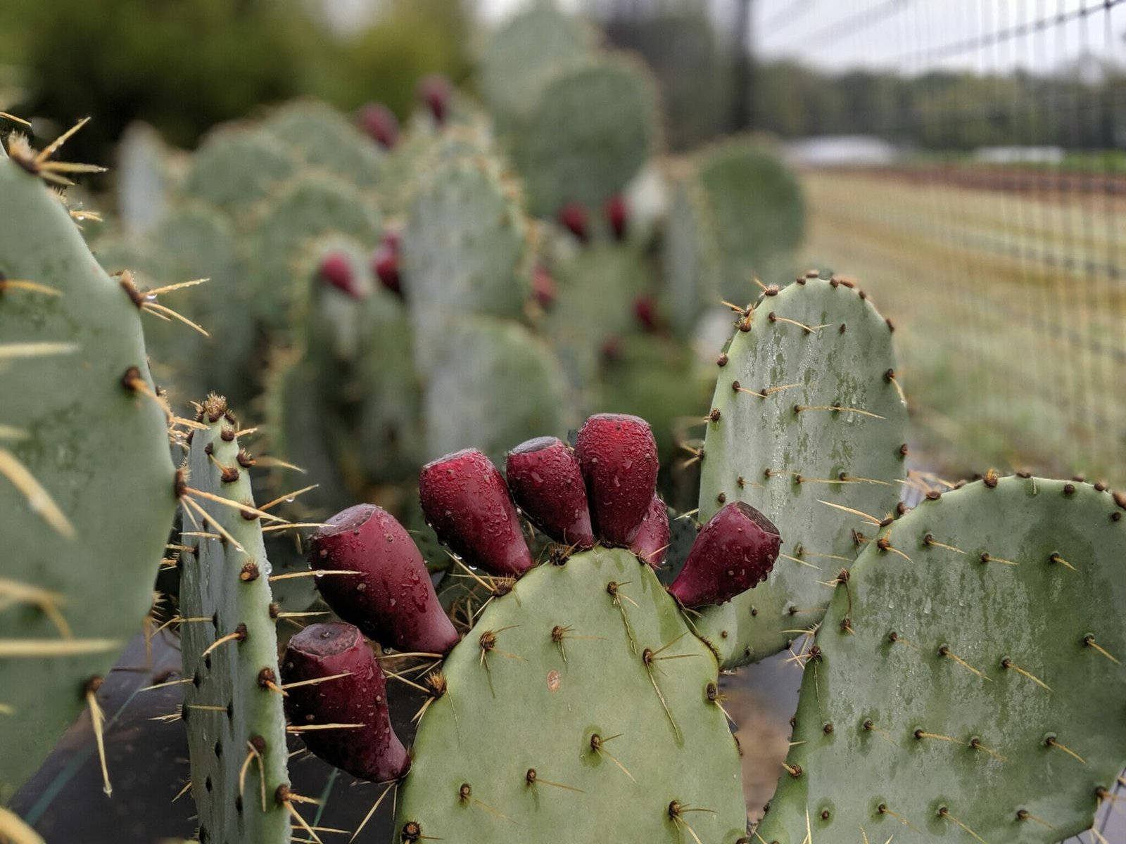 Cactus 桌布 壁紙 — 仙人掌掌片特寫，帶有沾滿露水的深紅色果實，背景是模糊的農場。