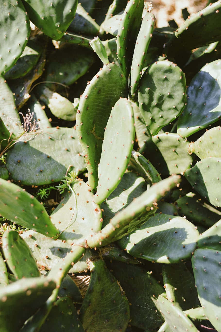 succulent 桌布 壁紙 — 仙人掌掌片的特寫，表面在明亮日光下呈現陽光照射的綠色，帶有細小尖刺。