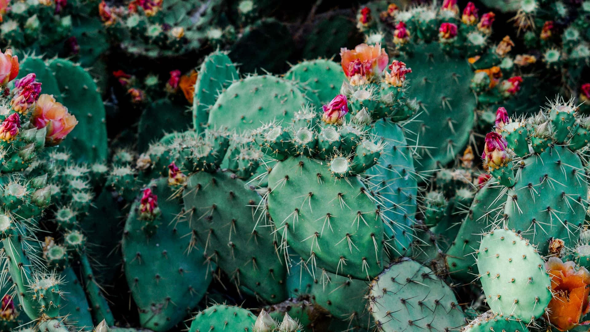 Cactus 桌布 壁紙 — 仙人掌果的近距離特寫，鮮豔的粉紅色和橙色花朵在柔和的模糊背景下盛開。