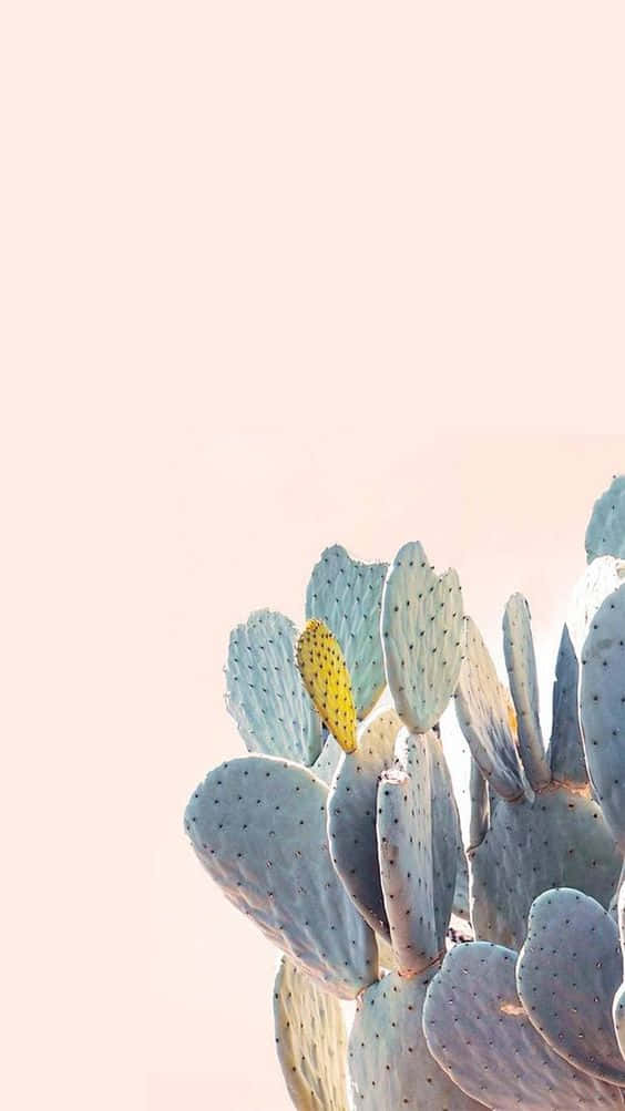 Cactus iPhone 桌布 壁紙 — 仙人掌近距離特寫，一朵黃色花朵襯托柔和蜜桃色天空。