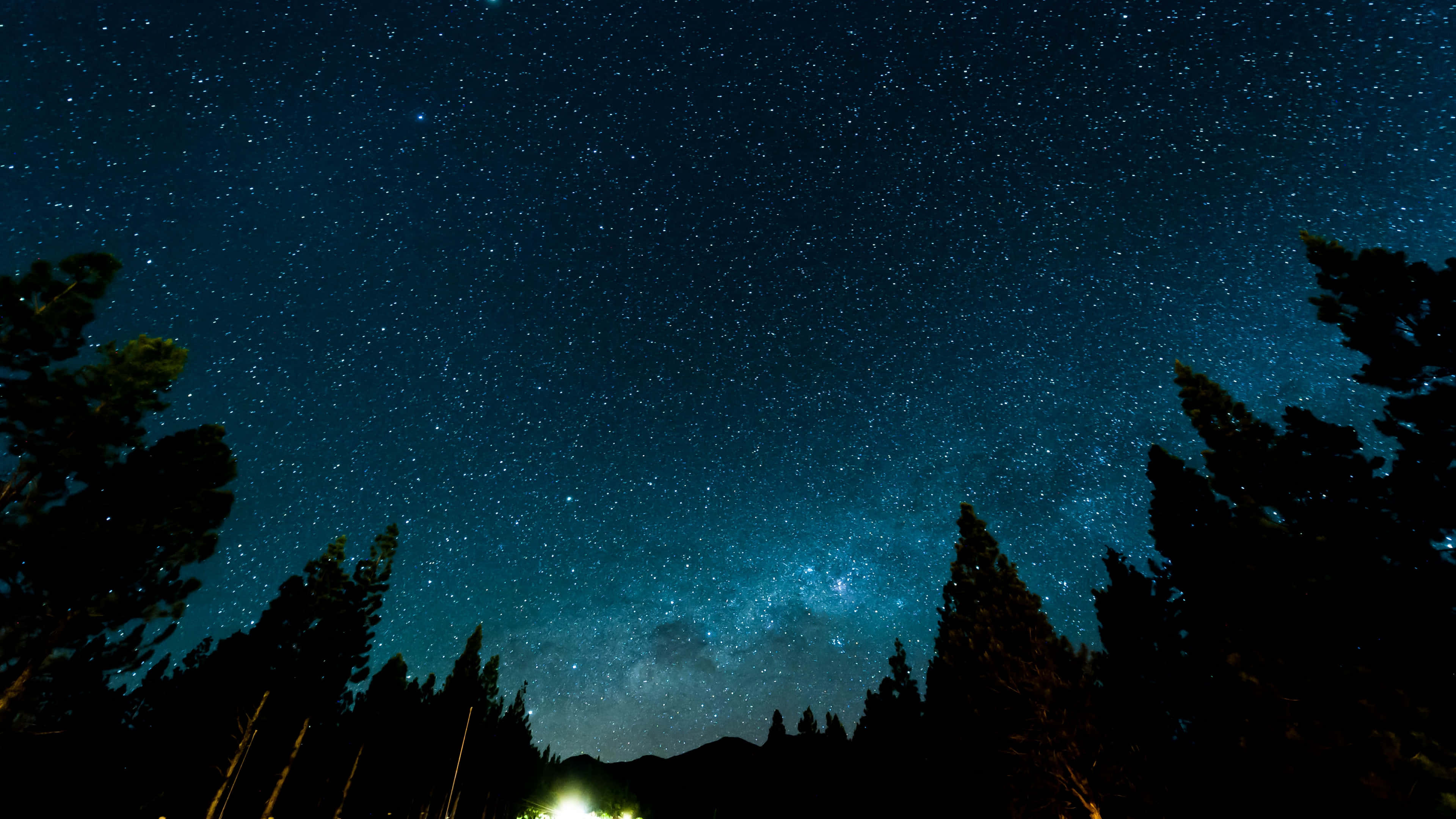Night Forest 桌布 壁紙 — 令人嘆為觀止的夜空，佈滿無數星星，銀河在松樹的剪影上方拱起。