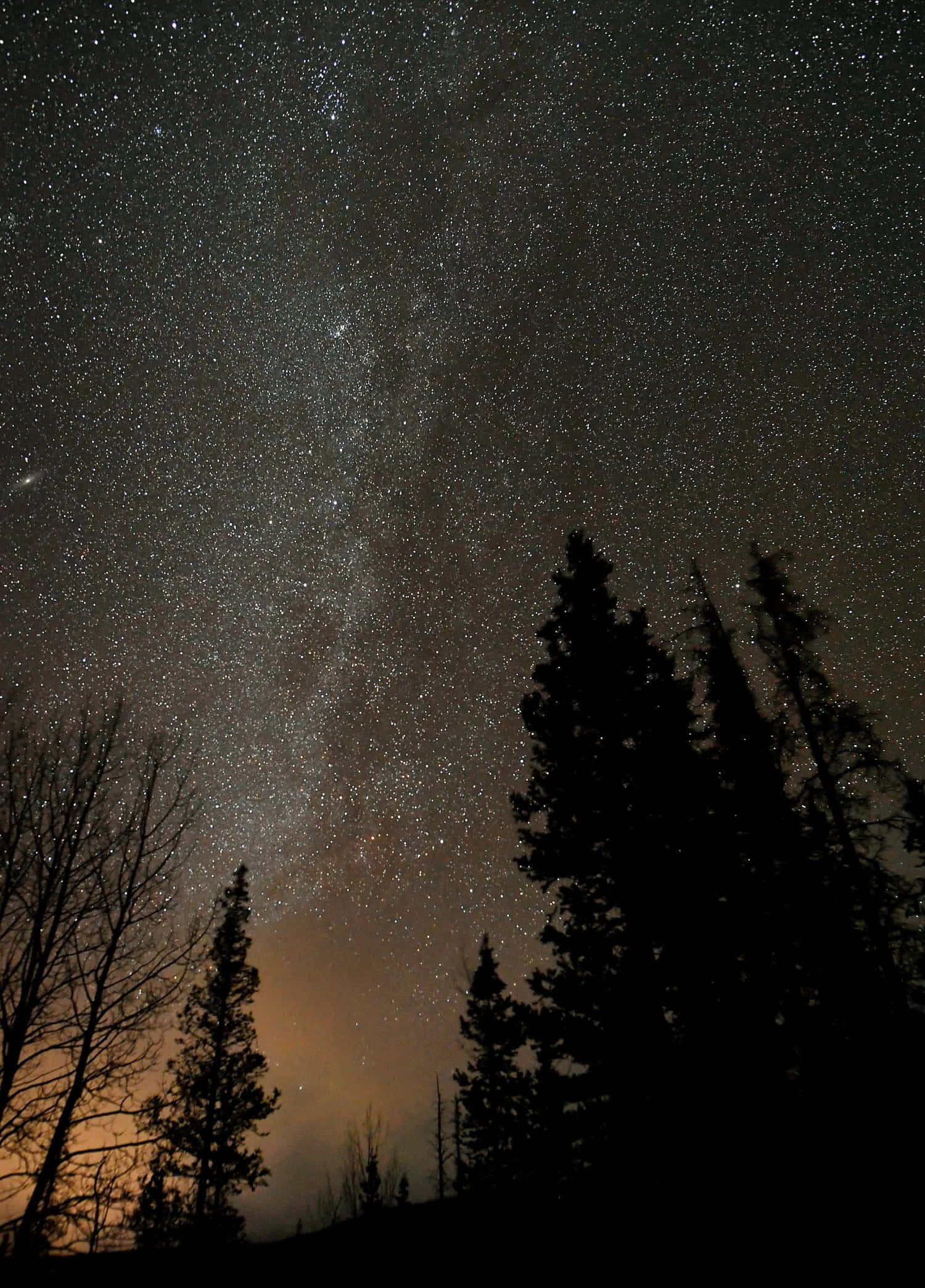 森林 桌布 壁紙 — 令人嘆為觀止的夜空，充滿無數星星，銀河在黑暗的松樹剪影上拱起。