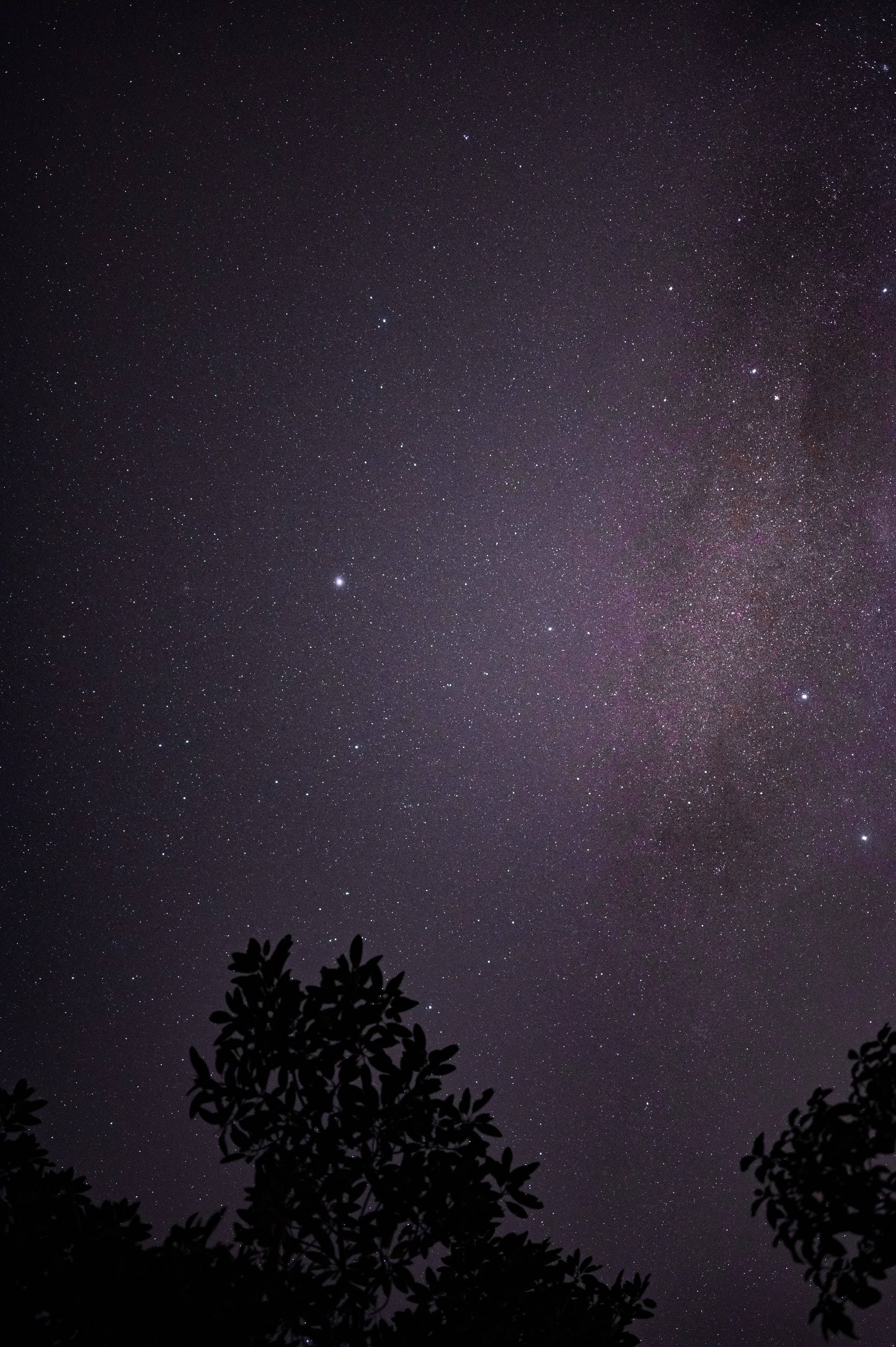 Starry 桌布 壁紙 — 令人嘆為觀止的夜空，充滿無數星星，發光的銀河在剪影樹枝上方拱起。