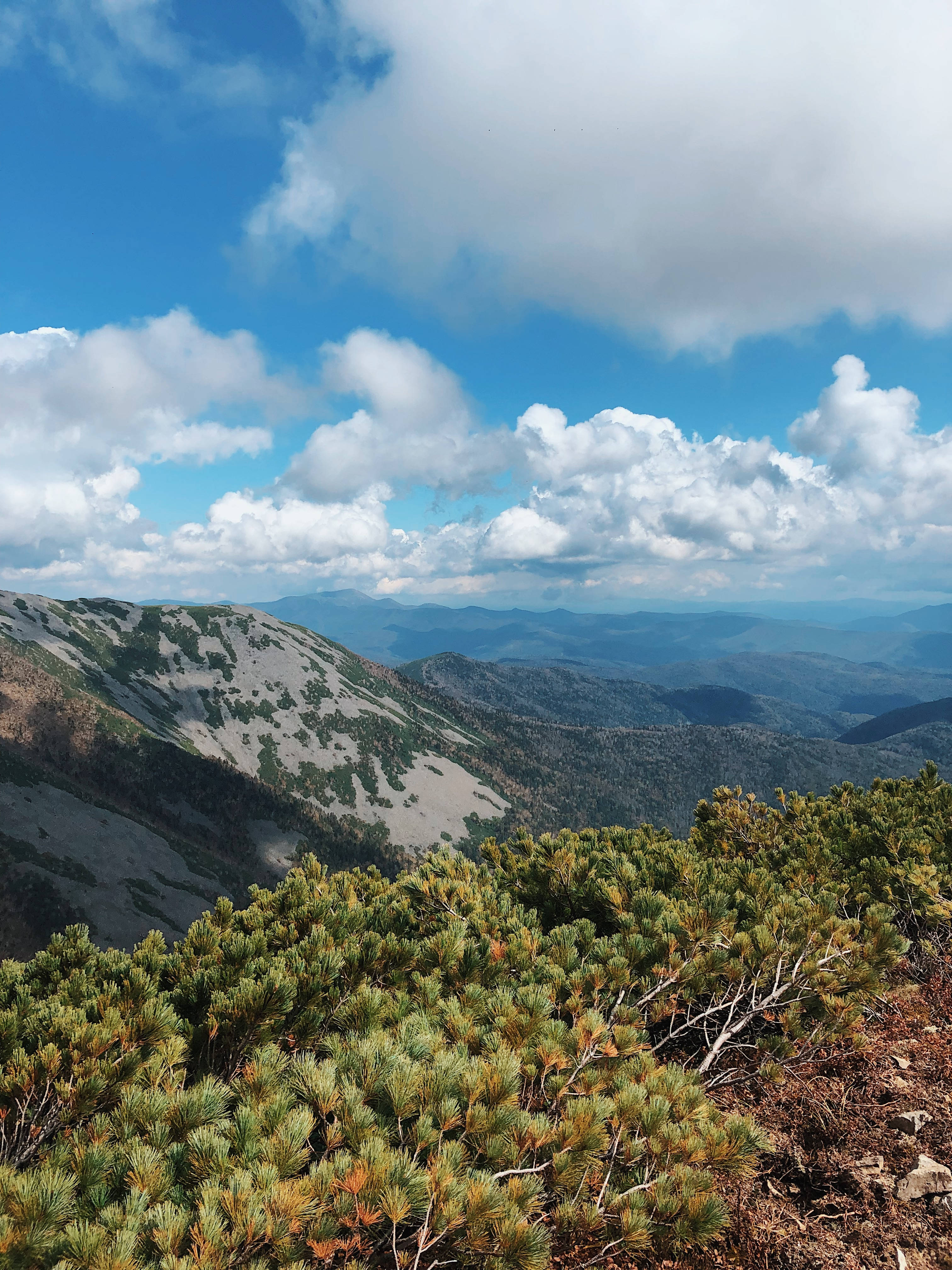 Azure 桌布 壁紙 — 令人嘆為觀止的山景，前景是茂密的綠色松樹灌木，層層疊疊的山峰在明亮的天空下逐漸消失在藍色薄霧中，天空中有蓬鬆的白雲。