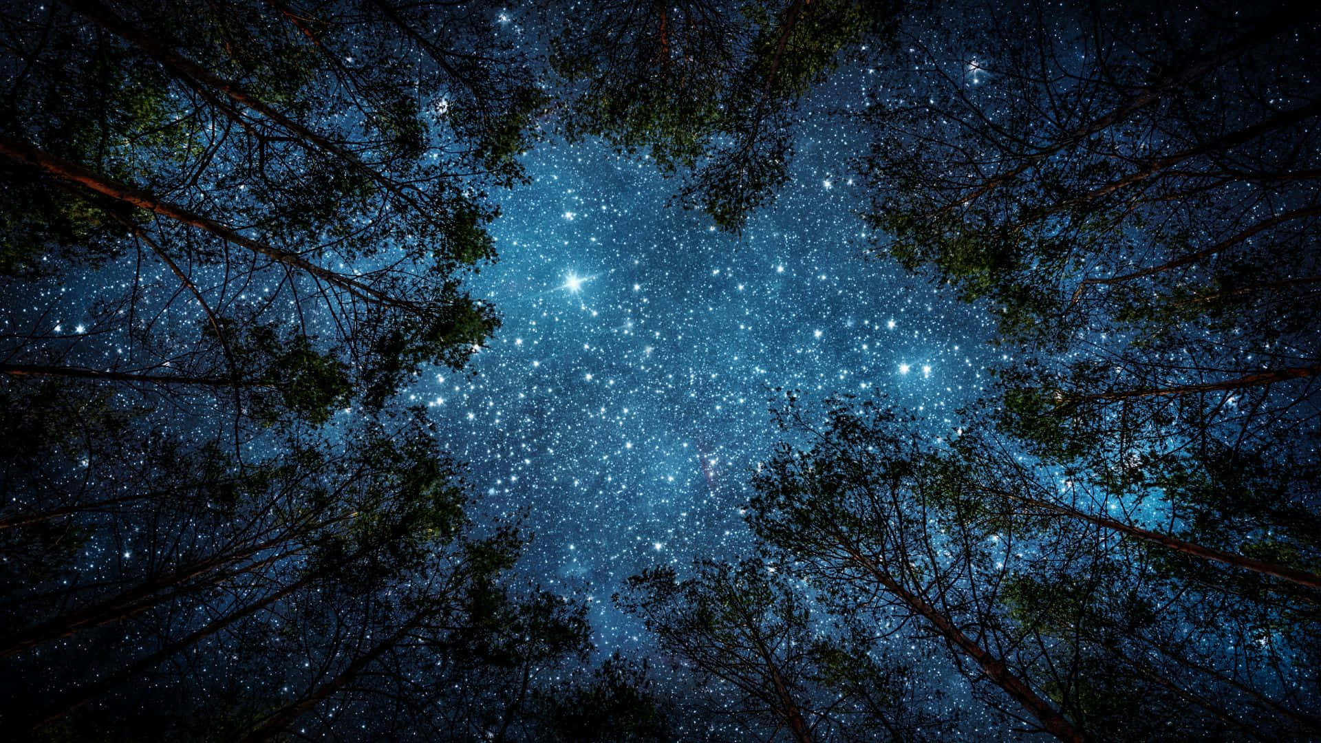 星空動畫 桌布 壁紙 — 令人嘆為觀止的星空夜景，被高大森林樹木的剪影所框住。