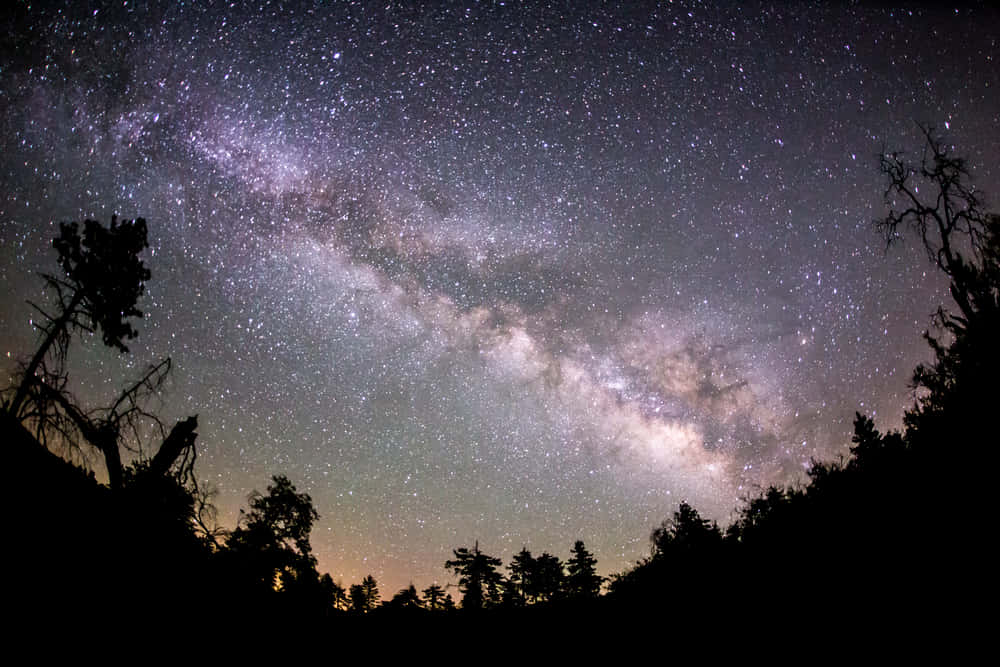 Stars 桌布 壁紙 — 令人嘆為觀止的銀河系景觀，在佈滿星星的夜空中拱起，越過剪影般的樹木。