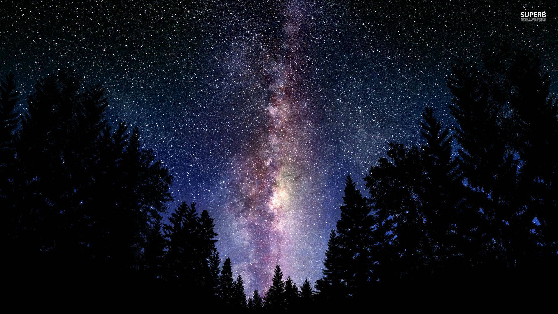 Milky 桌布 壁紙 — 令人嘆為觀止的銀河系景觀，在松樹的黑暗剪影上方散發著紫色和藍色色調。