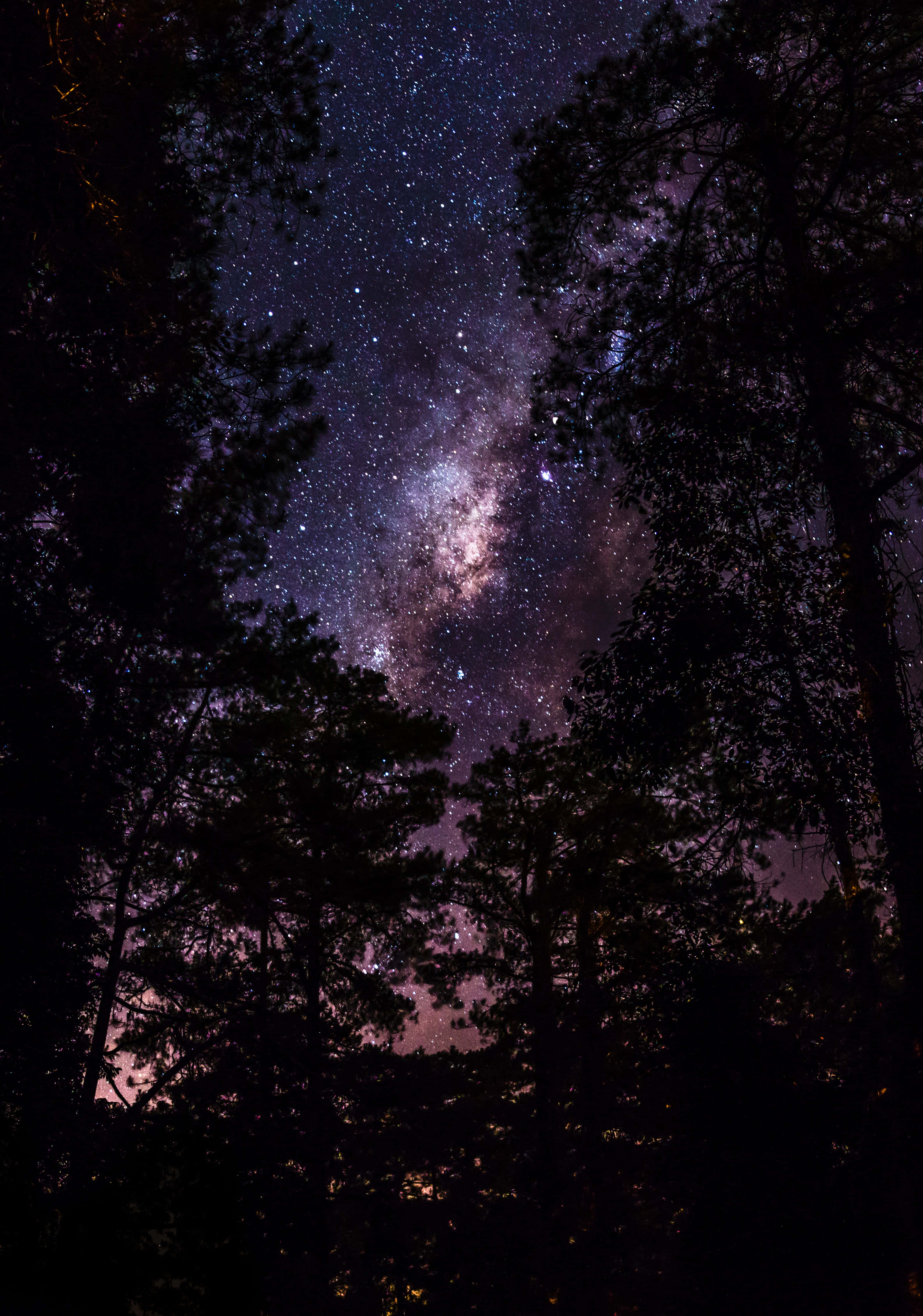Night Forest 桌布 壁紙 — 令人嘆為觀止的銀河系景觀，在茂密黑暗樹木剪影的上方，散發著鮮豔的紫色和藍色光芒。